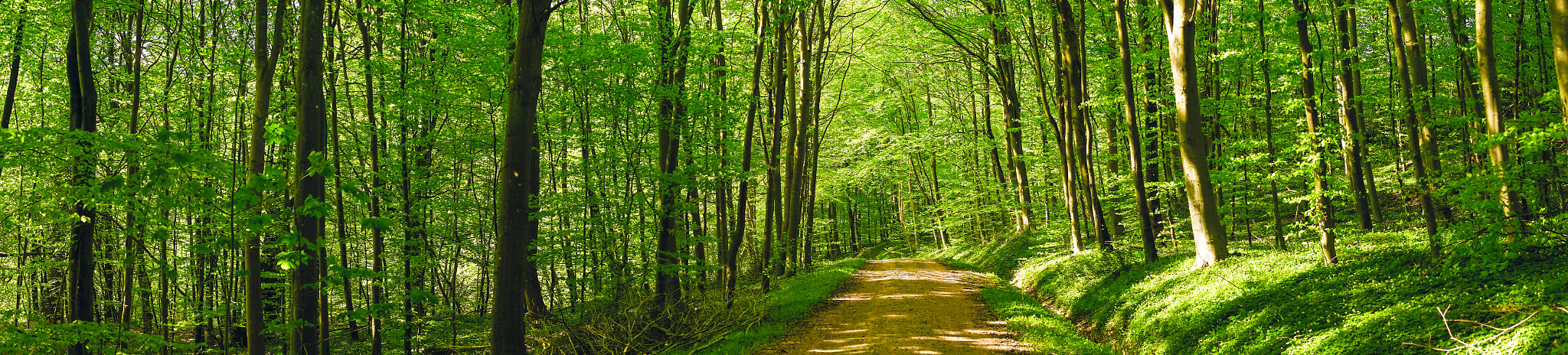 Sony a7R + Minolta AF 50mm F1.4 [New] sample photo. Road in a green forest photography