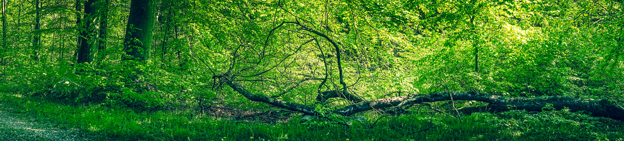 Sony a7R + Minolta AF 50mm F1.4 [New] sample photo. Fallen tree in a green forest photography