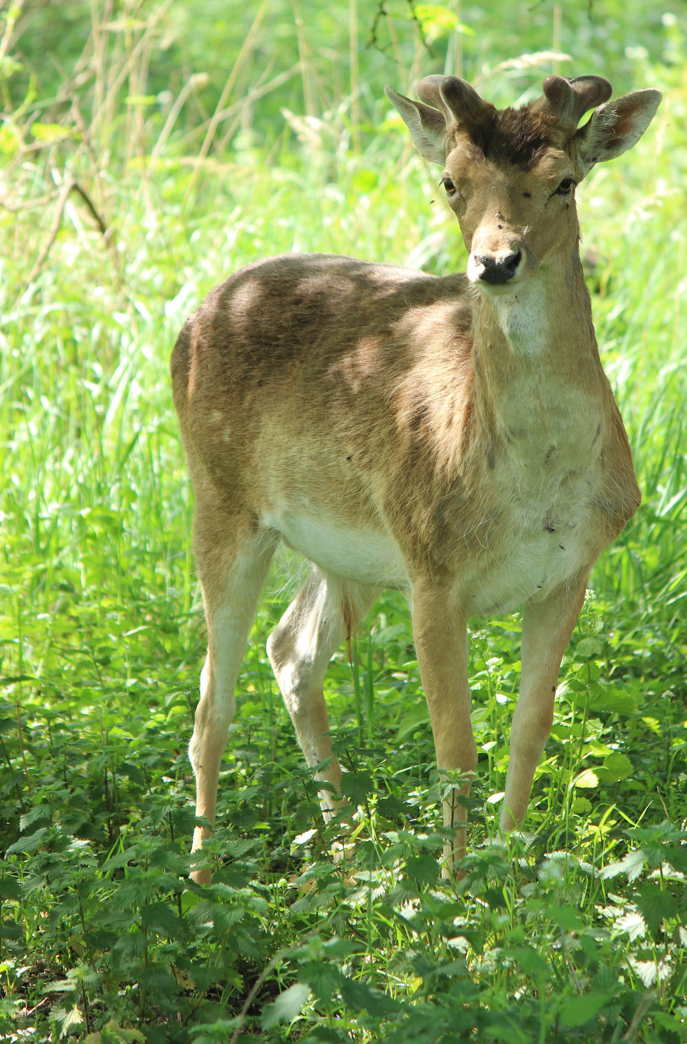 Canon EF-S 55-250mm F4-5.6 IS II sample photo. Deer photography