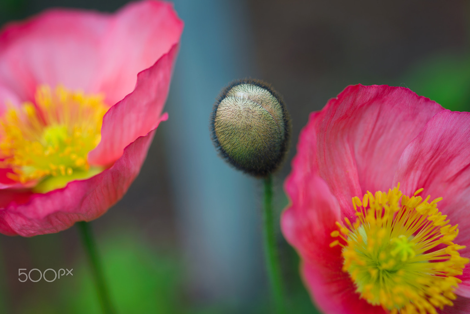 ZEISS Makro-Planar T* 50mm F2 sample photo. Iceland poppy photography