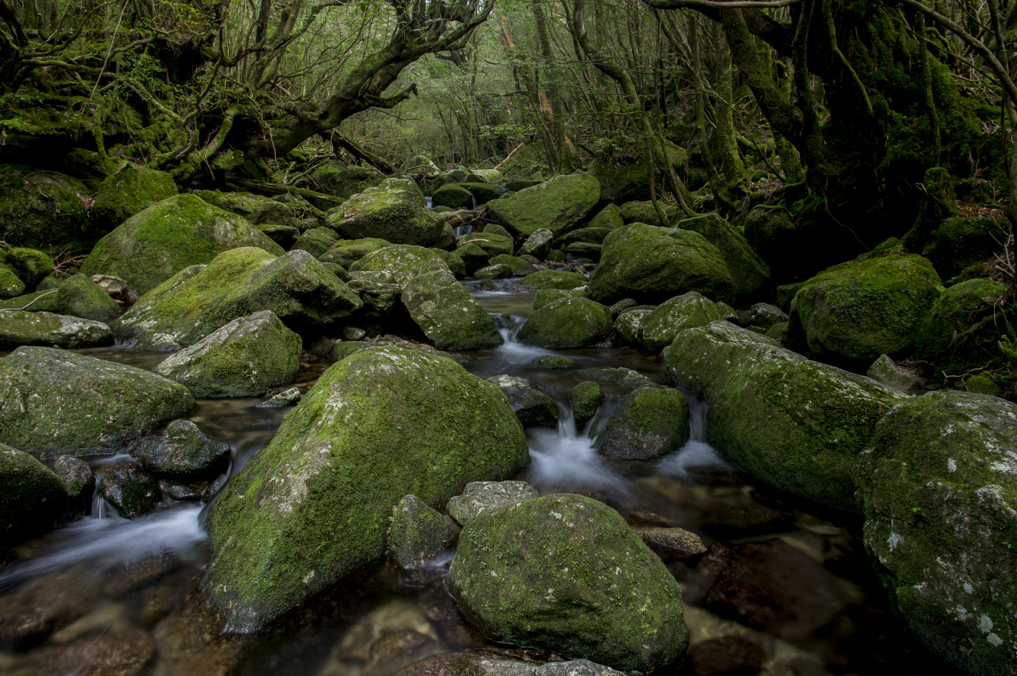 Pentax smc DA 14mm F2.8 ED (IF) sample photo. Yakushima photography