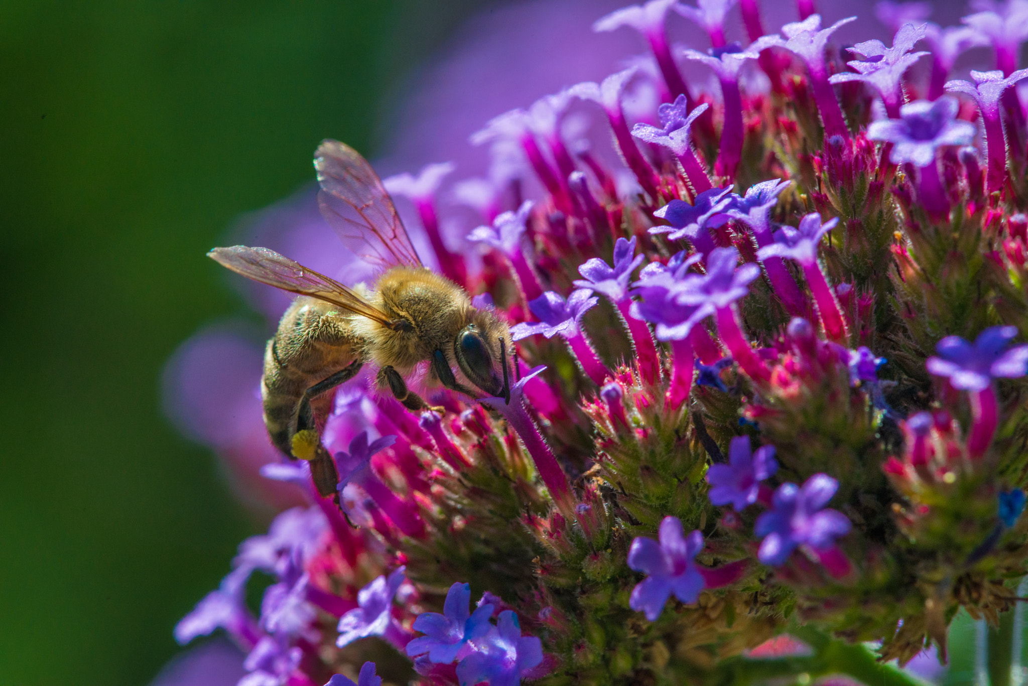 Nikon D800 + Nikon AF Micro-Nikkor 200mm F4D ED-IF sample photo. The bee photography