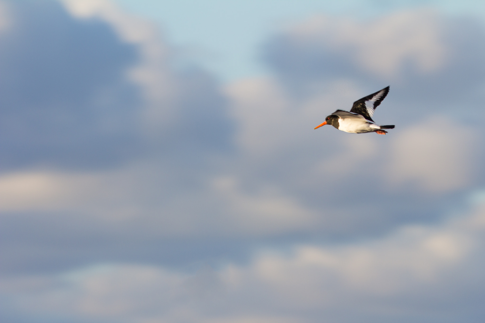 Canon EOS 550D (EOS Rebel T2i / EOS Kiss X4) + Canon EF 300mm F4L IS USM sample photo. Oyster catcher against the wind photography