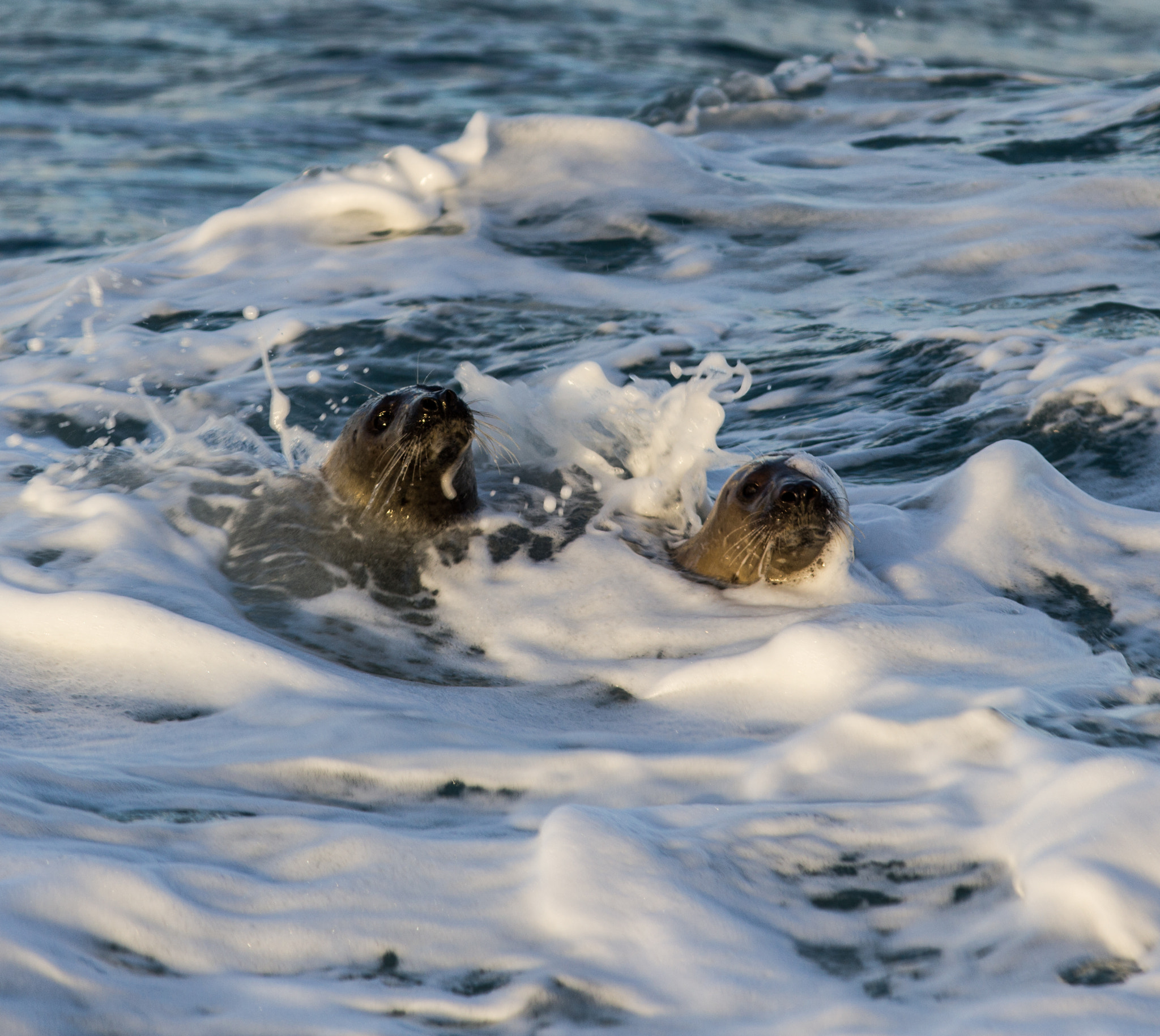 Canon EF 300mm F4L IS USM sample photo. Grey seals photography
