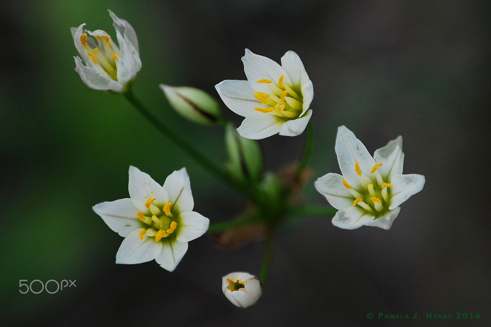 Nikon D80 sample photo. Lifecycle photography