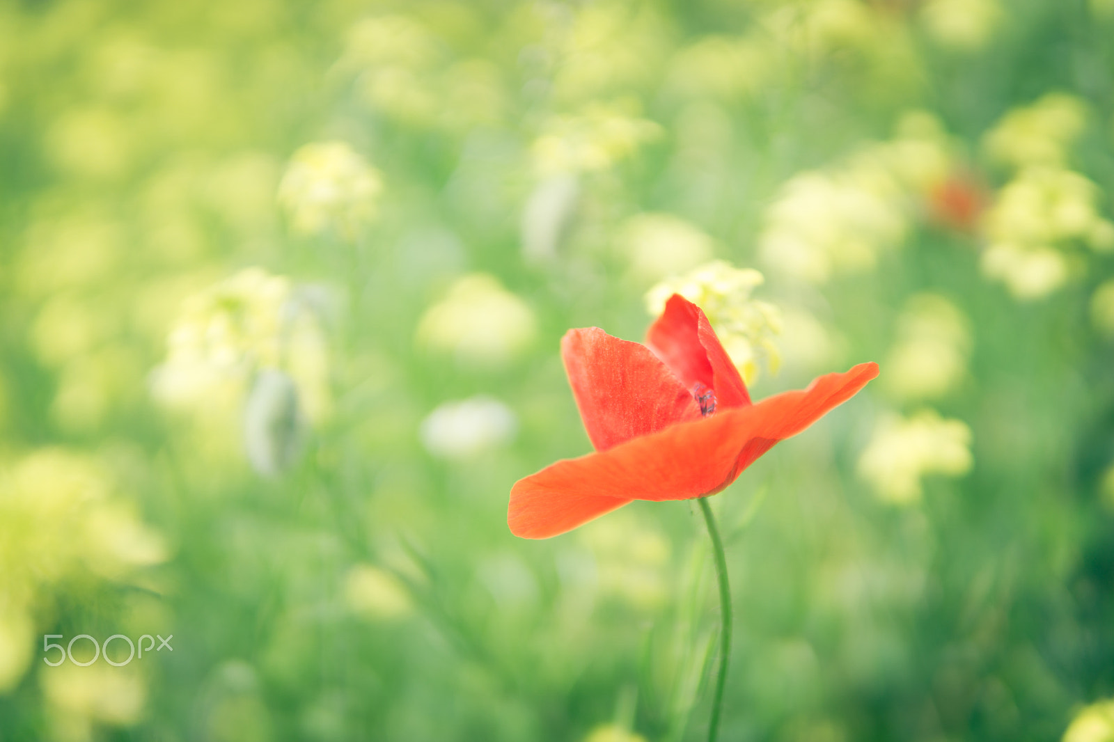 Sony a6000 + E 30mm F1.4 sample photo. Red poppy photography