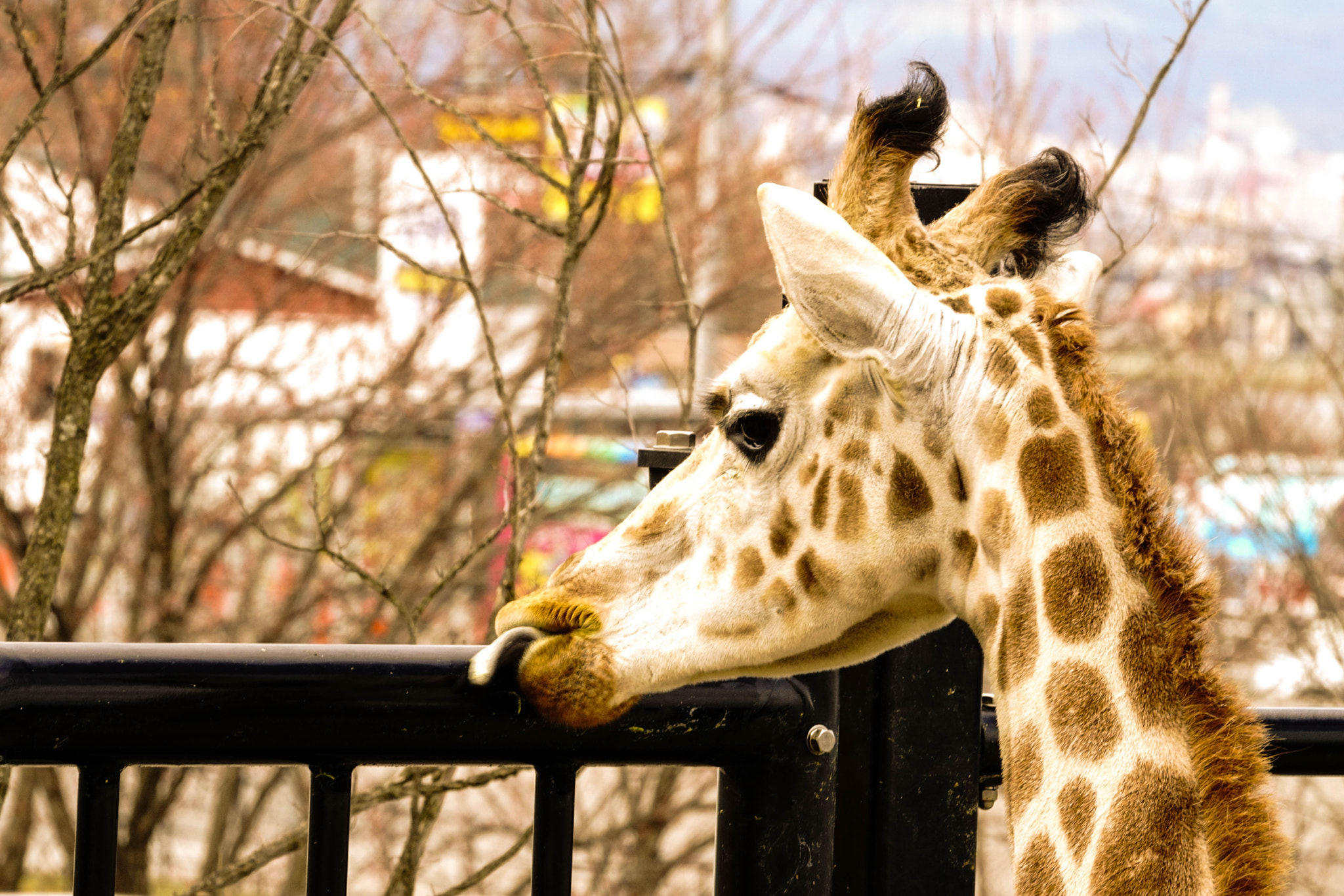 Sony ILCA-77M2 + Sony 70-300mm F4.5-5.6 G SSM II sample photo. Giraffe photography