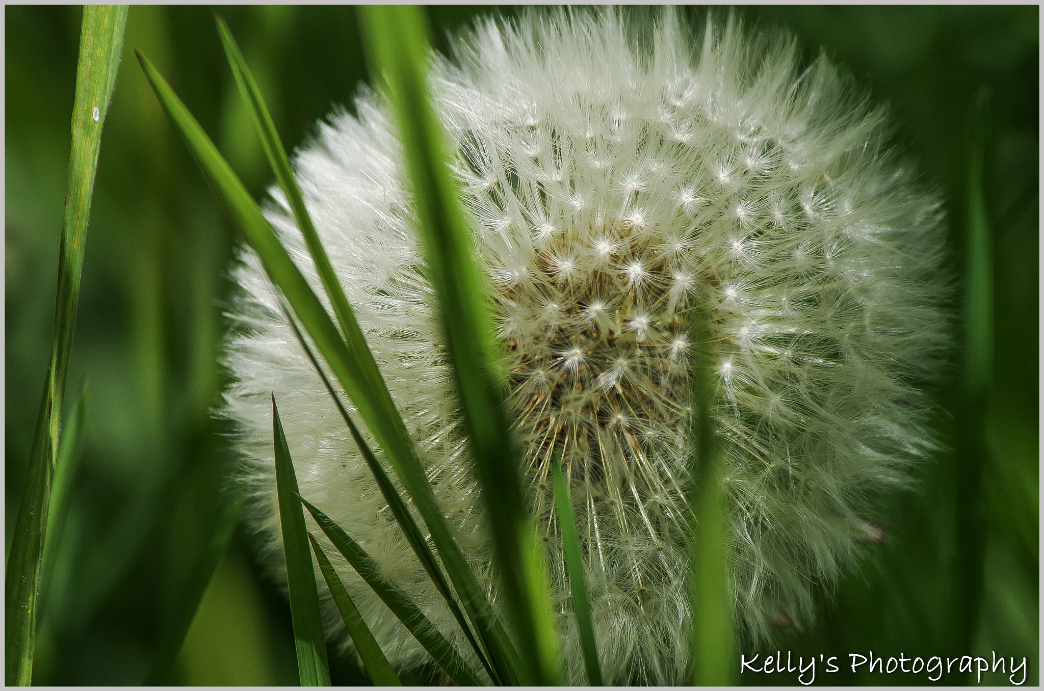 Pentax K-50 + Tamron AF 70-300mm F4-5.6 Di LD Macro sample photo. Dandelion photography