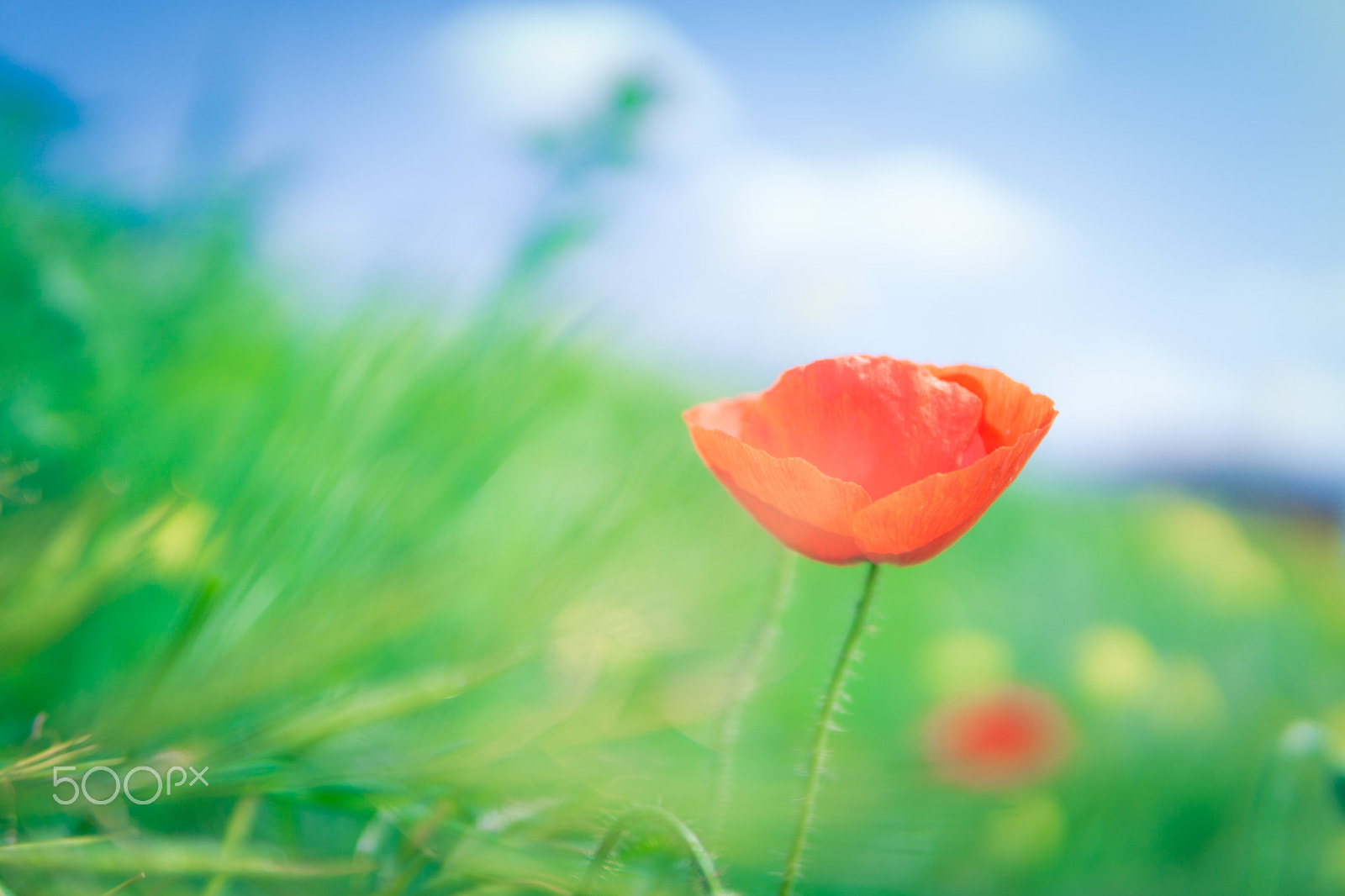 Sony a6000 + E 30mm F1.4 sample photo. Monet's poppy photography