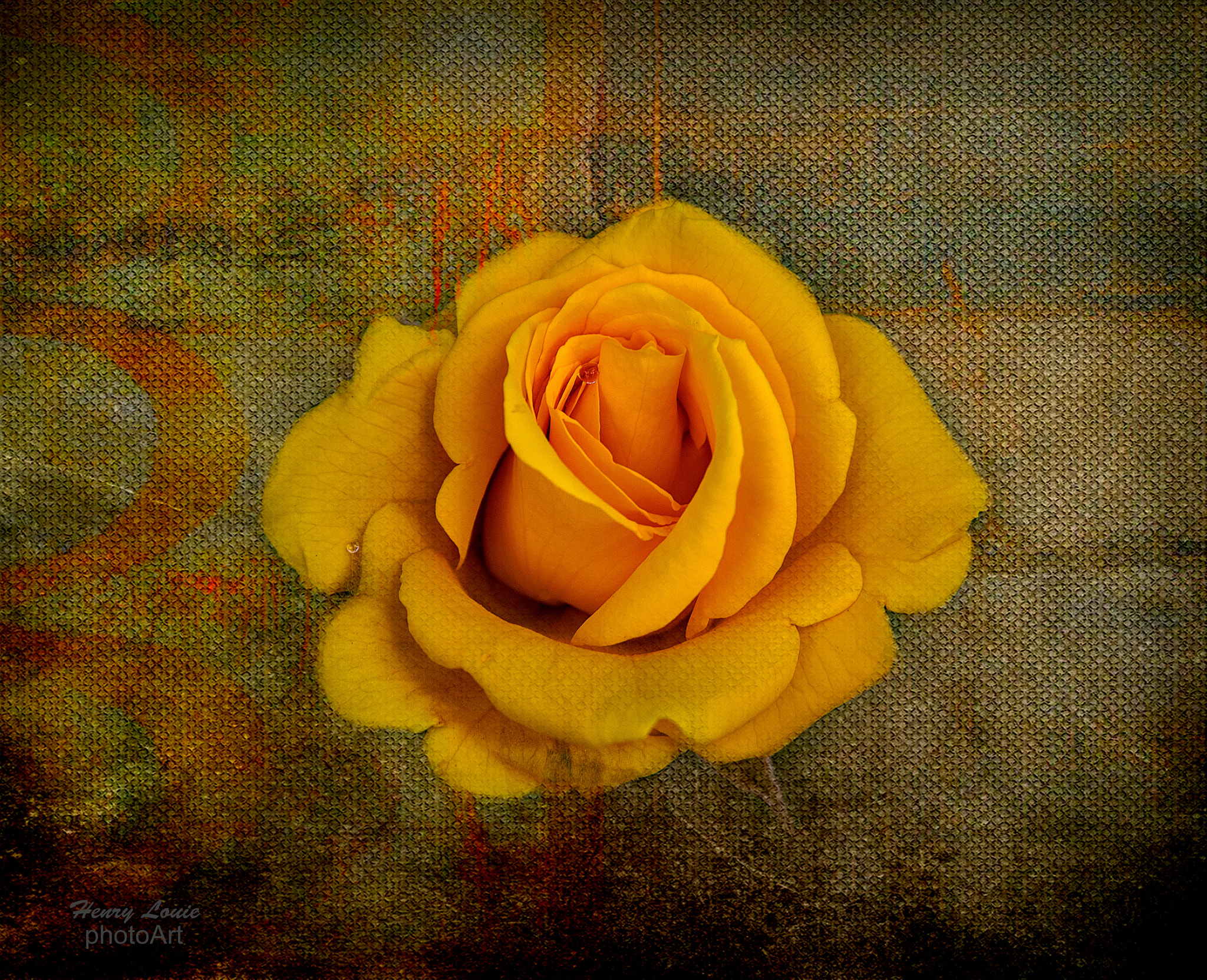 AF Zoom-Nikkor 28-105mm f/3.5-4.5D IF sample photo. Friendship rose photography