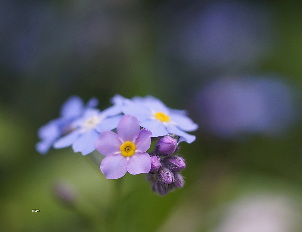 Sony SLT-A65 (SLT-A65V) + Minolta AF 50mm F1.7 sample photo. Forget-me-not... незабудка photography