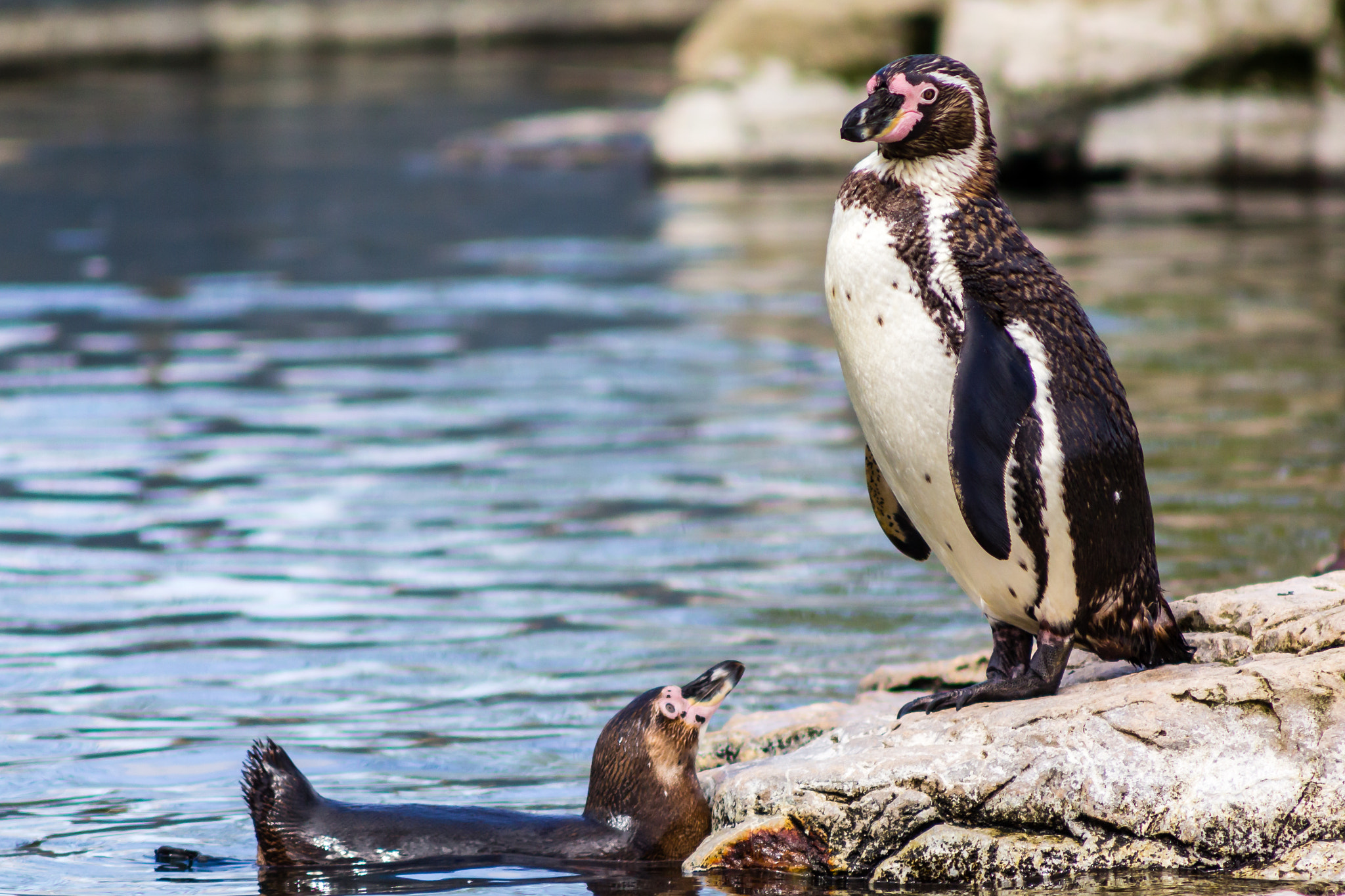 Canon EF 90-300mm F4.5-5.6 sample photo. Penguin watching over colony with friend photography
