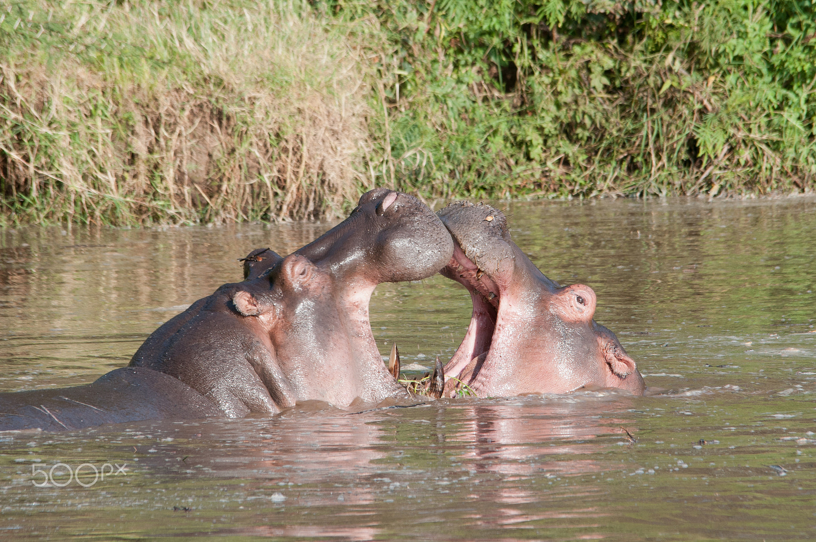 Sigma 150-500mm F5-6.3 DG OS HSM sample photo. Mock fights on the mara photography