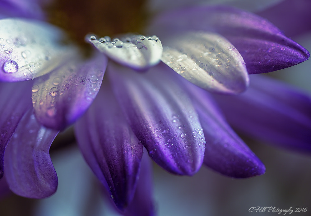Canon EF 100mm F2.8 Macro USM sample photo. Spring flower photography