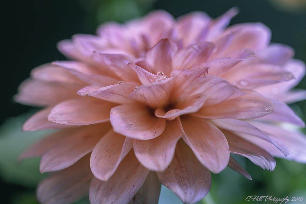 Canon EF 100mm F2.8 Macro USM sample photo. Spring flower photography