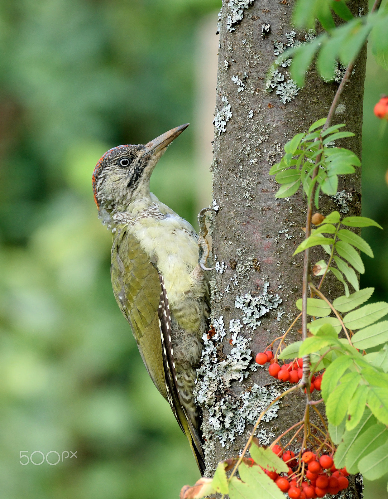 Sigma 150-600mm F5-6.3 DG OS HSM | C sample photo. Female green woodpecker photography