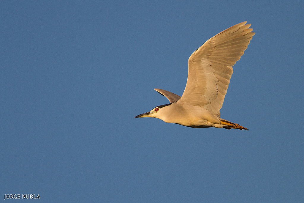 Canon EF 500mm F4L IS II USM sample photo. Martinete común (nycticorax nycticorax). photography