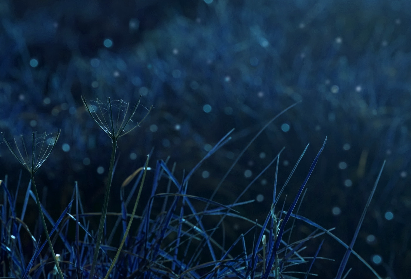 Sigma 105mm F2.8 EX DG OS HSM sample photo. Fairy-garden? photography