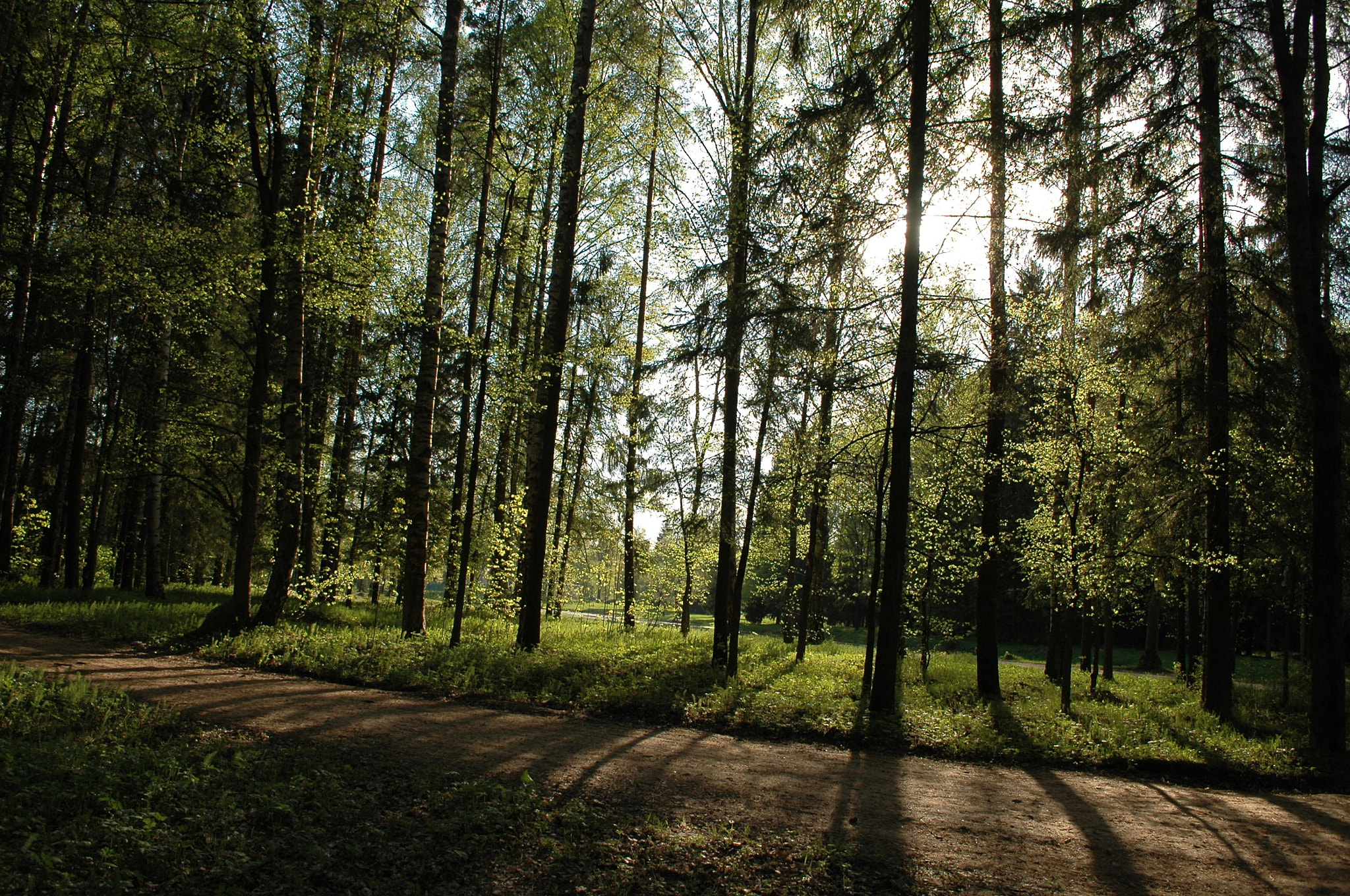 Nikon D70s sample photo. Pavlovsk 2016 10/05/2016 photography
