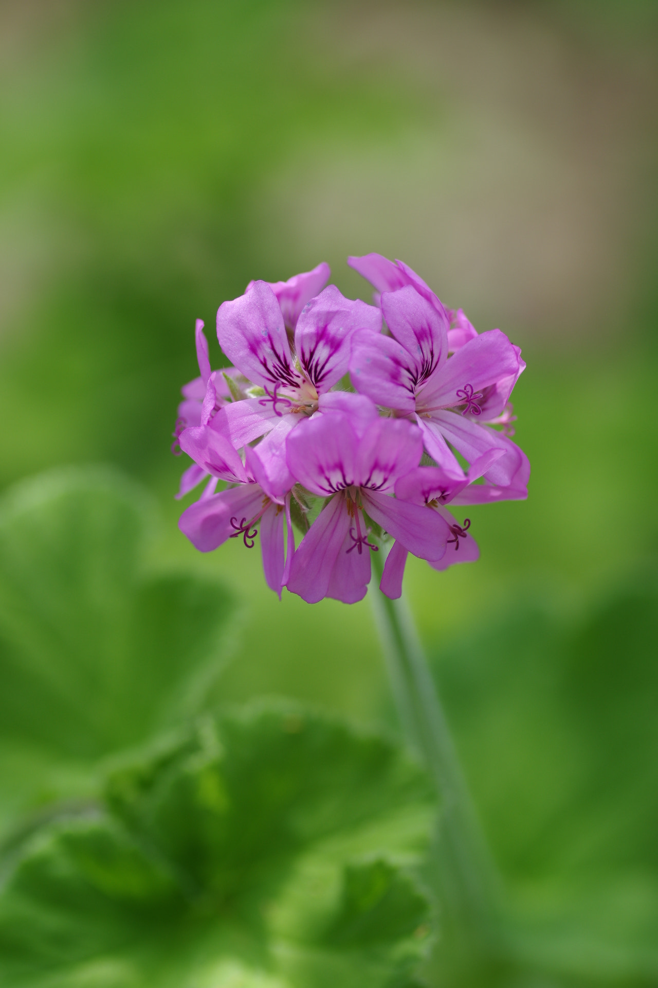 Pentax smc D-FA 100mm F2.8 macro sample photo. Shy... photography