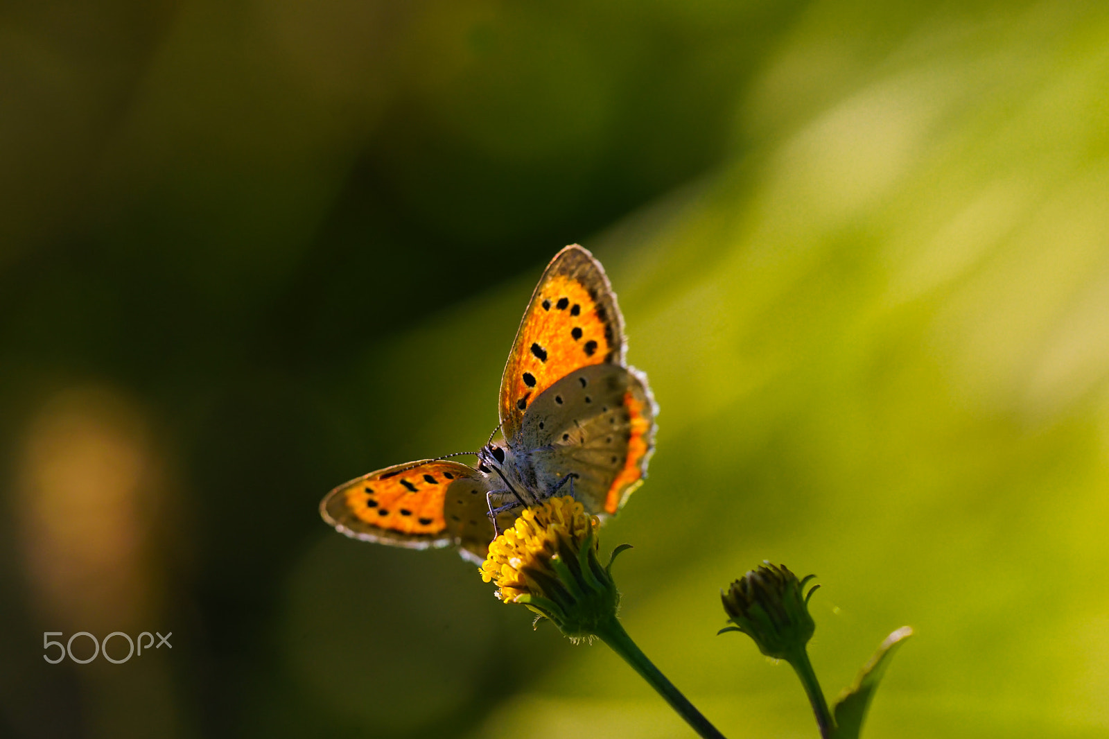 Sony ILCA-77M2 + Minolta AF 100mm F2.8 Macro [New] sample photo. The small copper photography