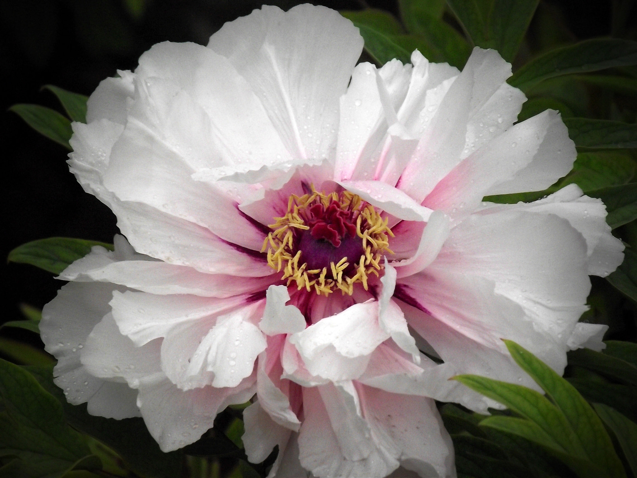 Fujifilm FinePix S1770 sample photo. Peony photography