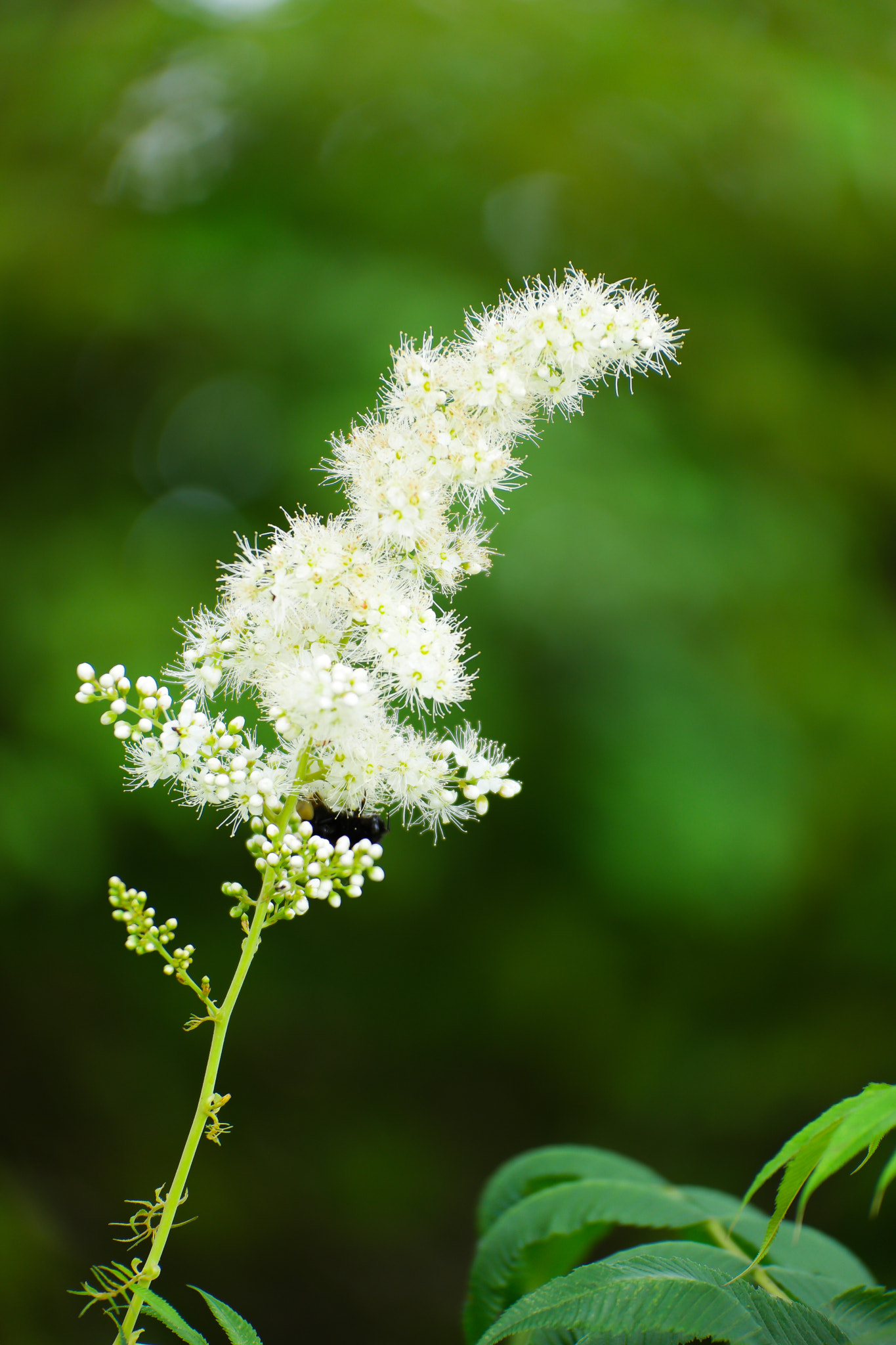 Samsung NX1 + NX 50-150mm F2.8 S sample photo. I do not konw the name flower photography