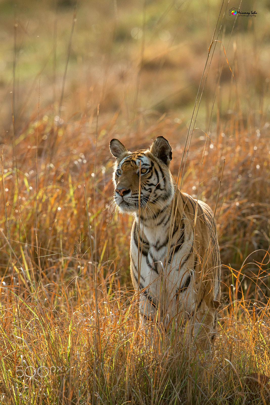 Canon EF 500mm F4L IS II USM sample photo. Rajbehra female photography