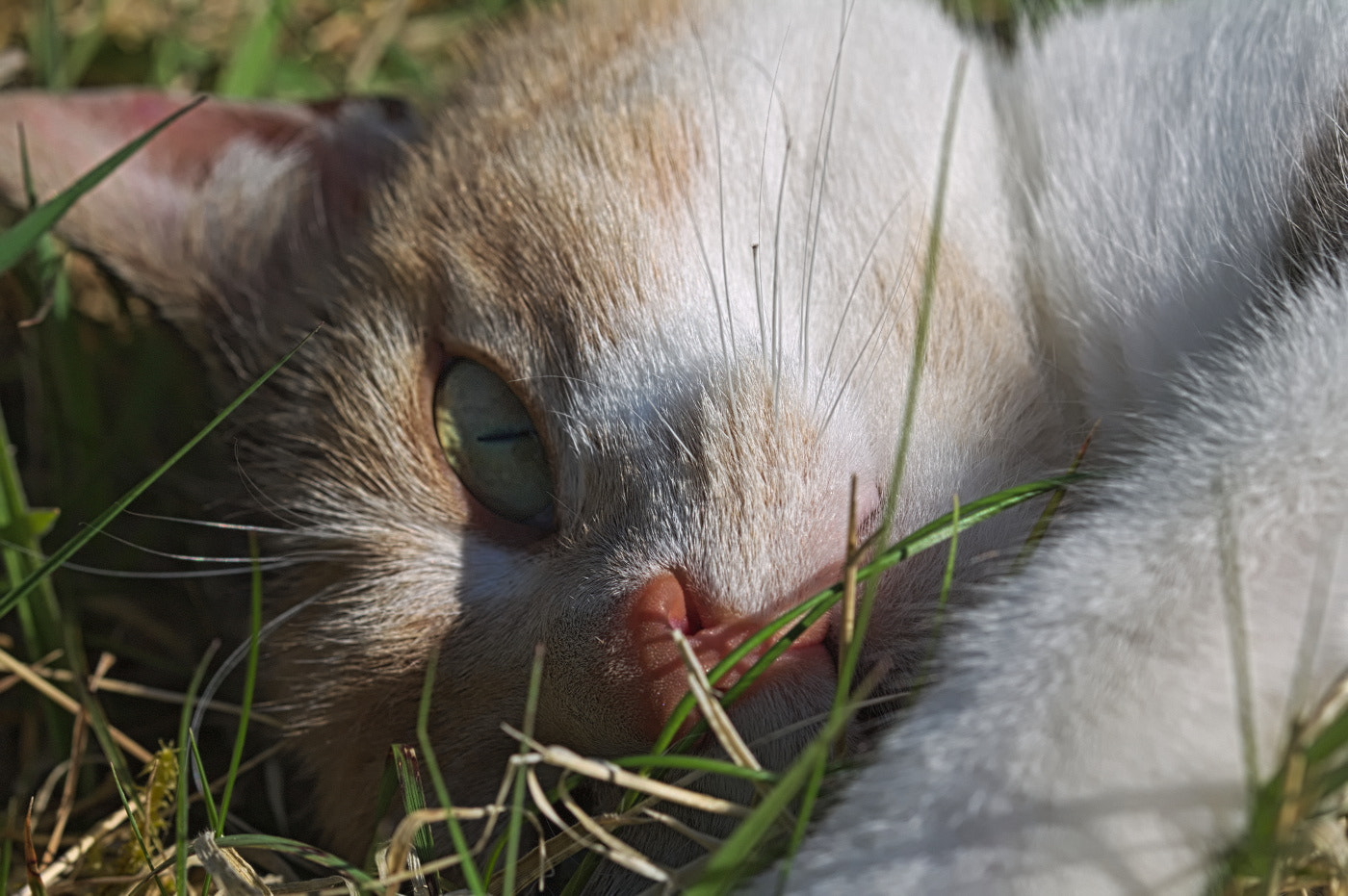Sigma 105mm F2.8 EX DG OS HSM sample photo. Come cuddle with me photography