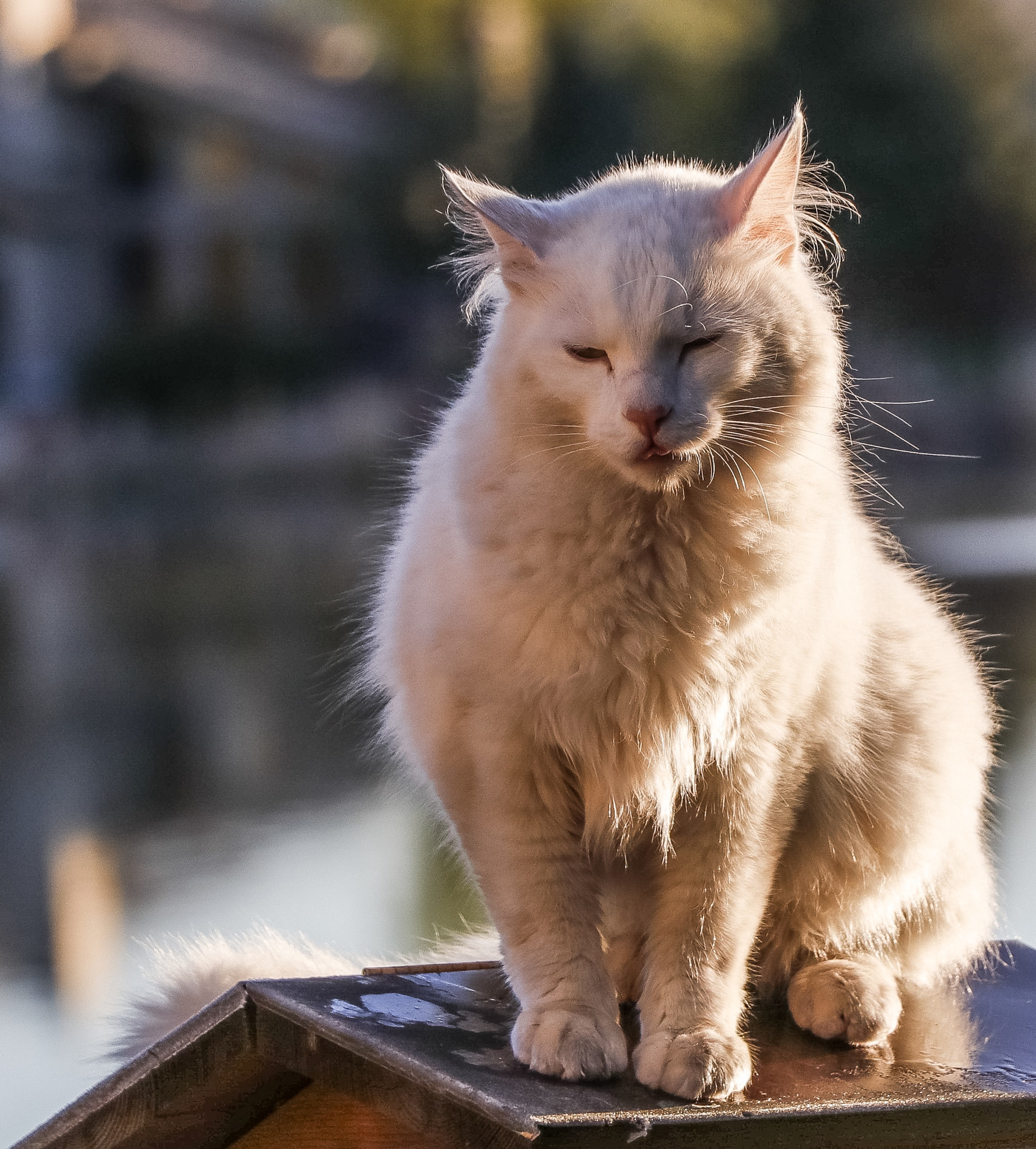 Canon EF-S 18-135mm F3.5-5.6 IS USM sample photo. Cat on a cold tin roof... photography