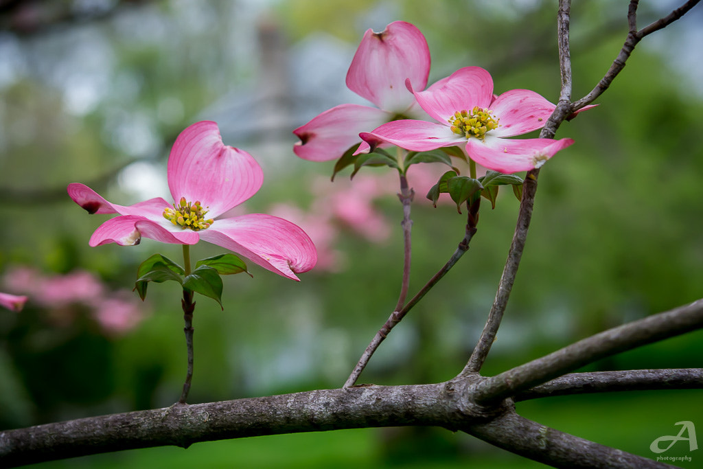 Nikon AF-S Micro-Nikkor 60mm F2.8G ED sample photo. "the dream is free, the hustle is sold separately." photography