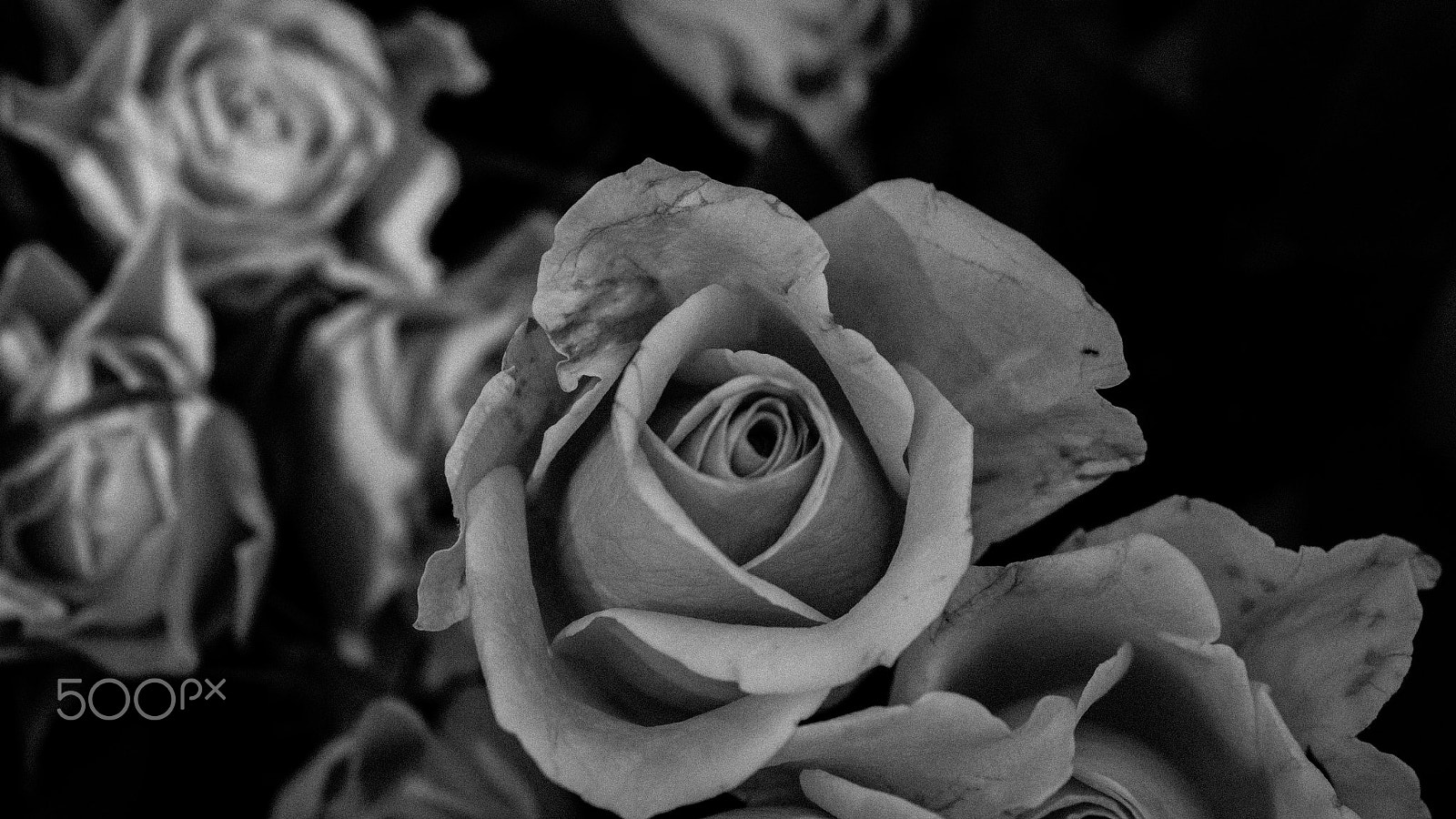 Panasonic Lumix DMC-GM1 + Sigma 60mm F2.8 DN Art sample photo. Roses photography