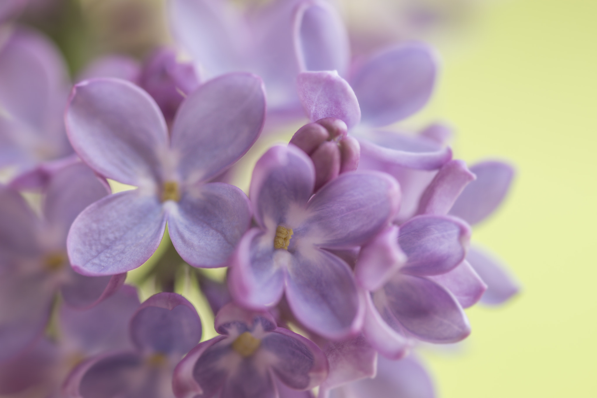 Sony SLT-A77 + 105mm F2.8 sample photo. Lilac photography