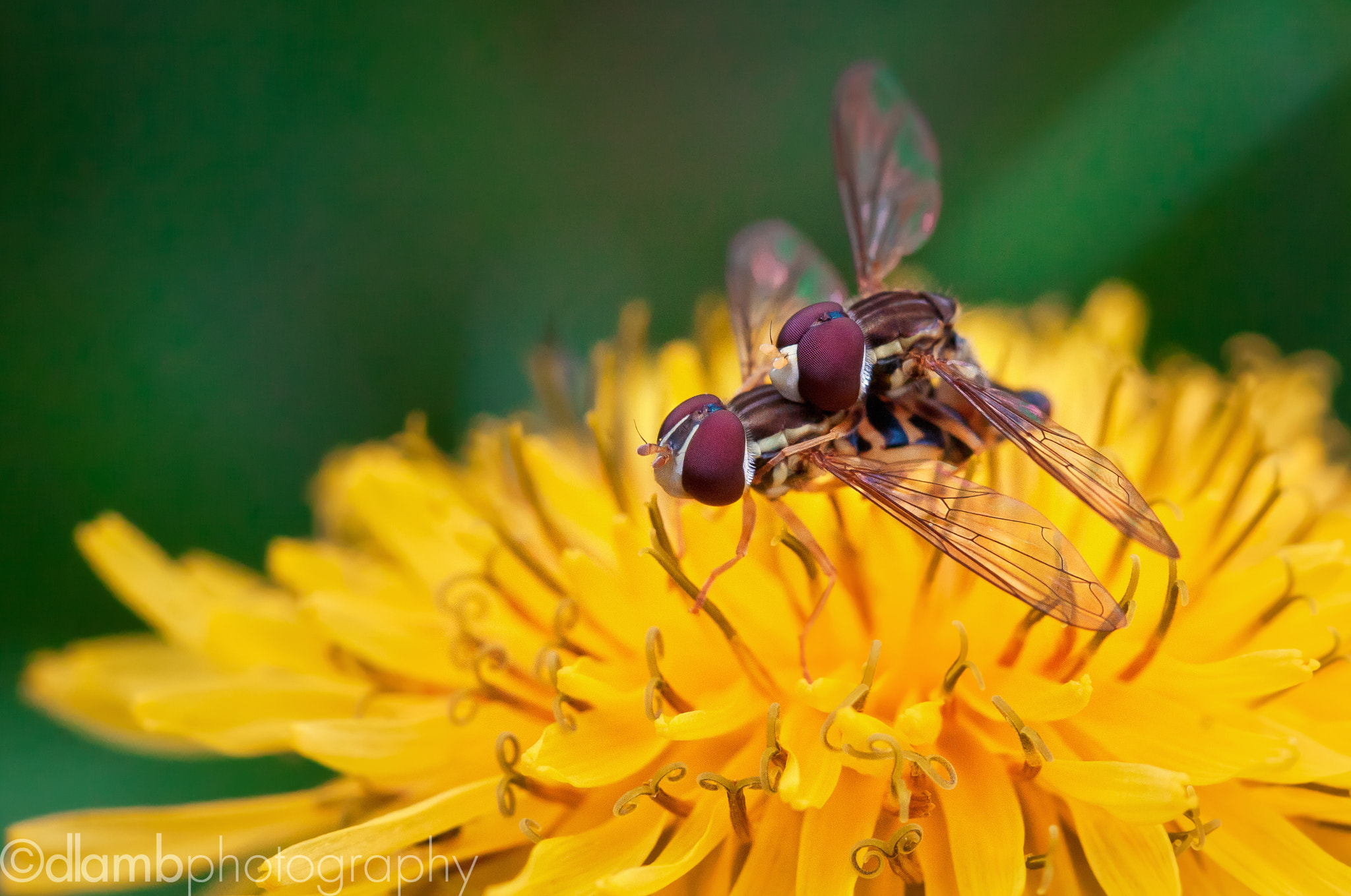 Canon EF-S 60mm F2.8 Macro USM sample photo. Biplane photography
