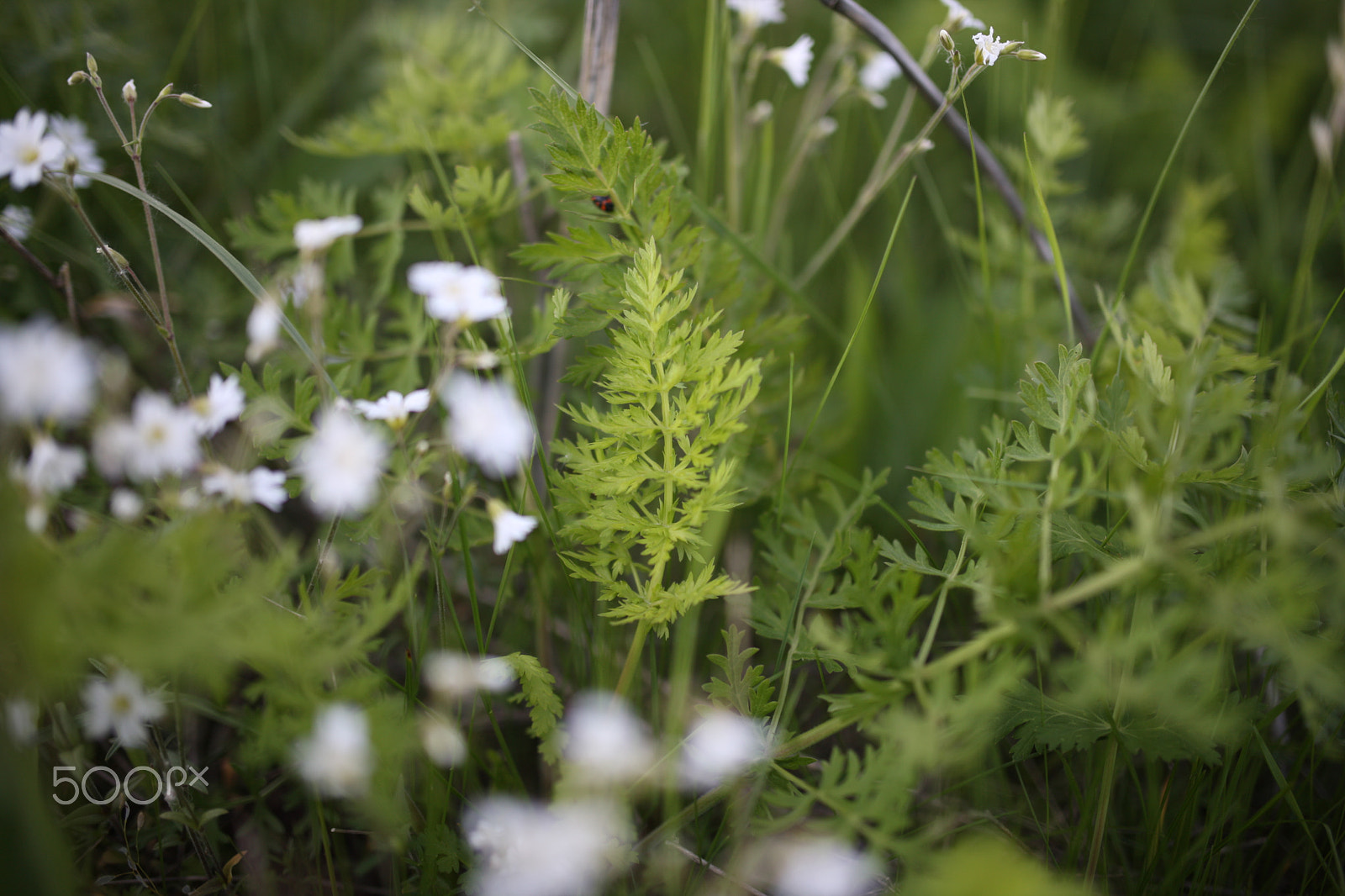 Canon EOS-1Ds Mark III sample photo. White flowers photography
