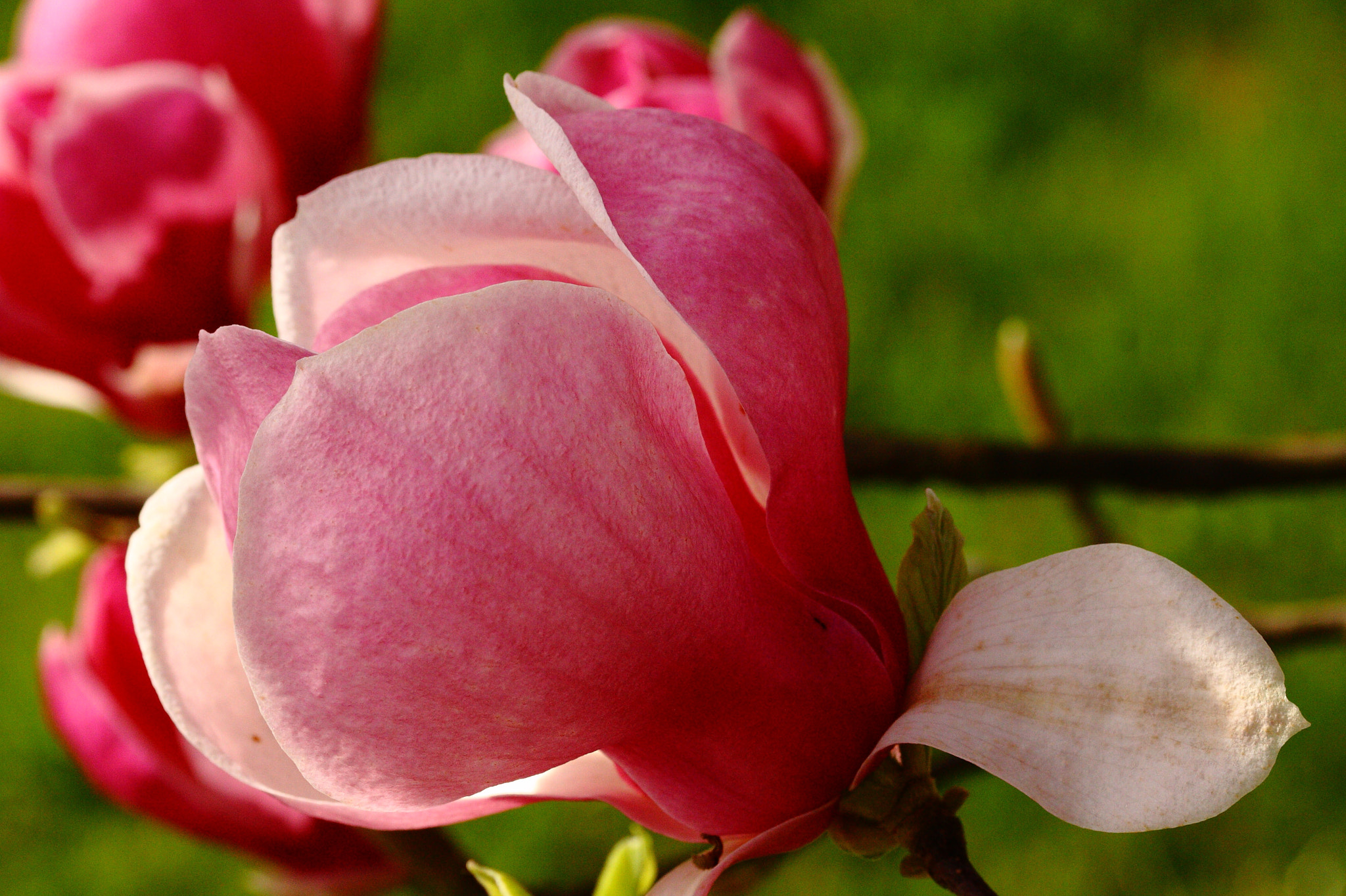 Sigma 105mm F2.8 EX DG OS HSM sample photo. Magnolia photography