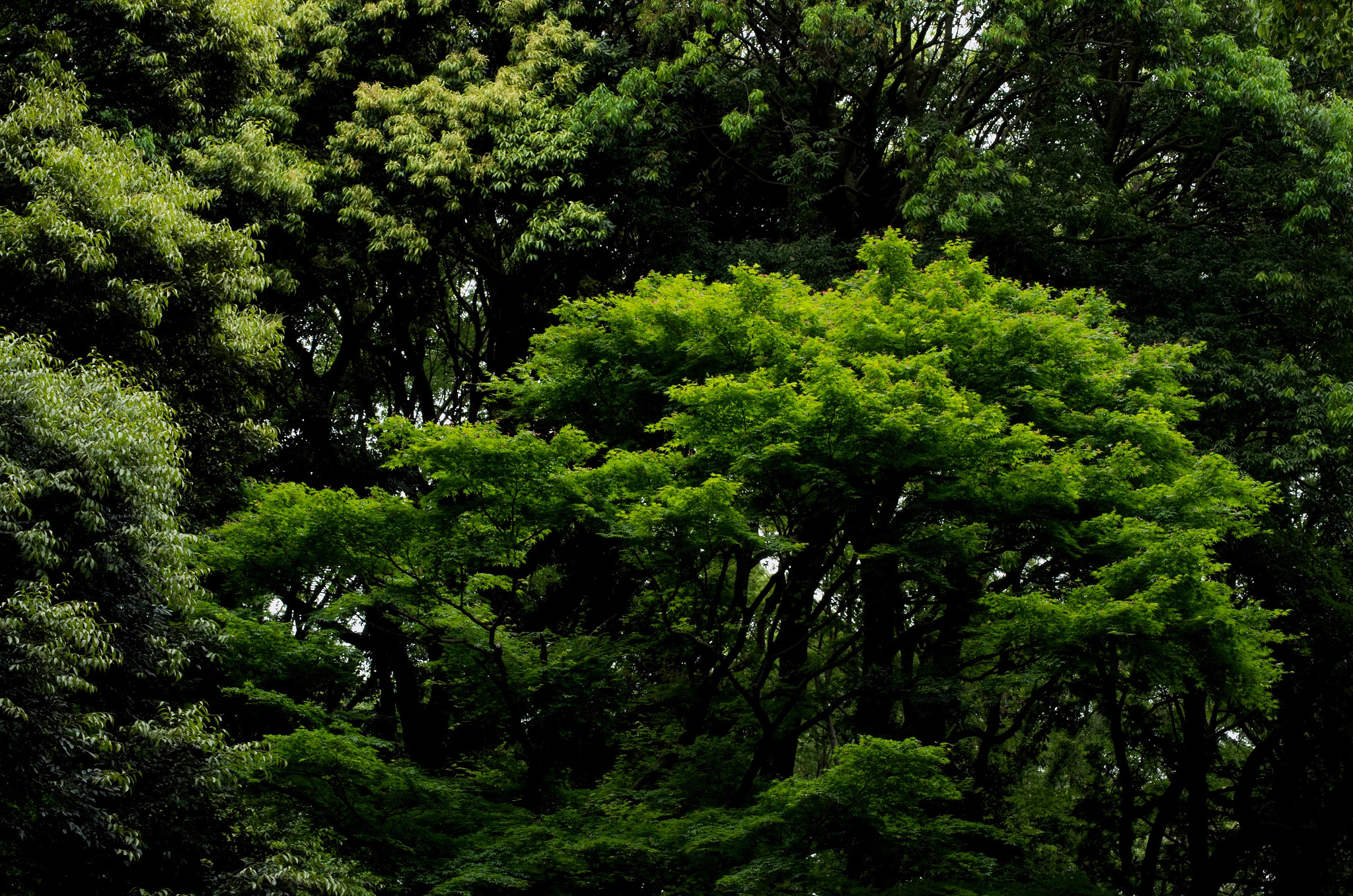 Pentax smc DA* 50-135mm F2.8 ED (IF) SDM sample photo. Colors of lives photography