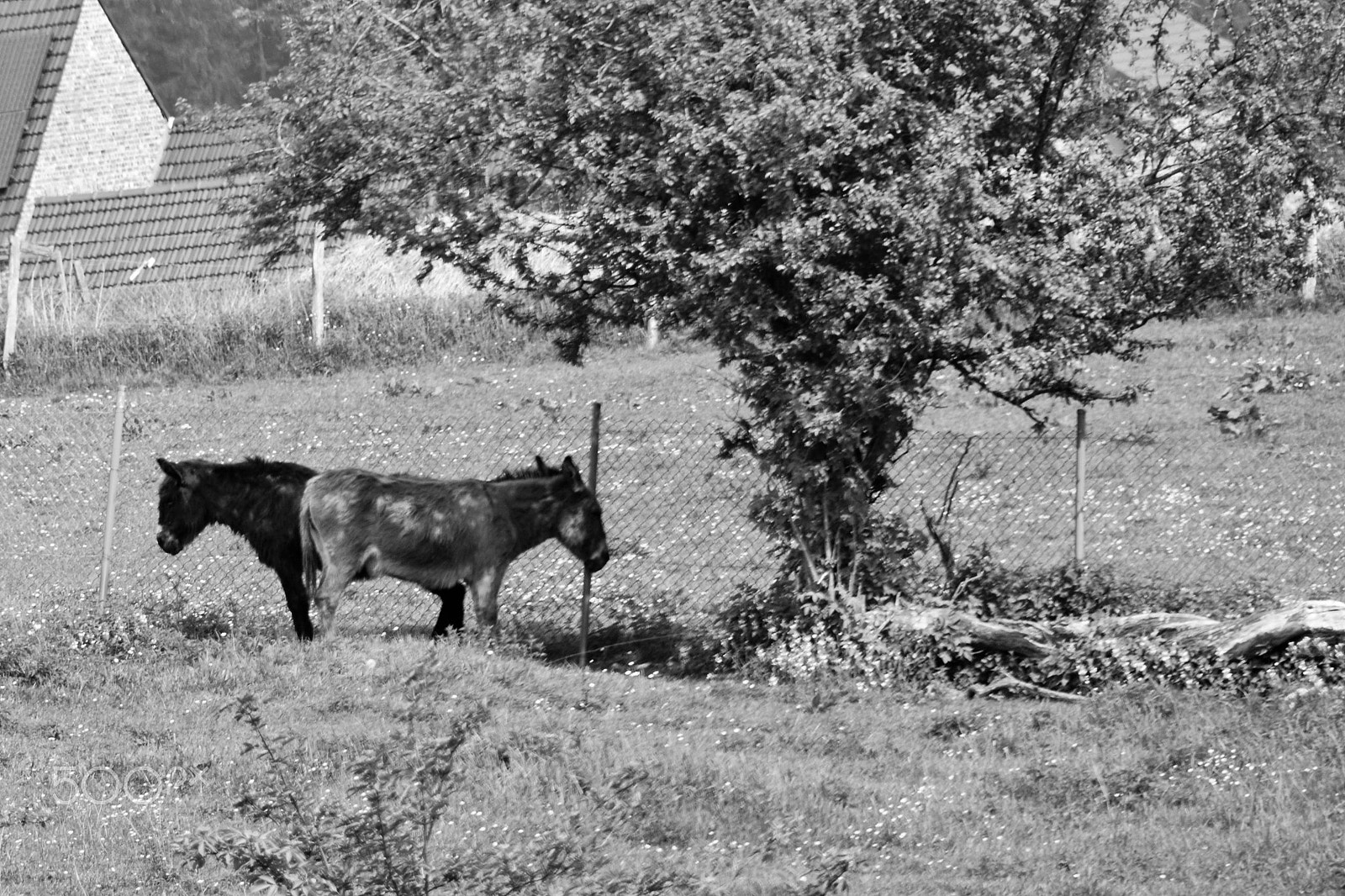 Nikon AF-S Nikkor 24-70mm F2.8G ED sample photo. Donkey - donkey photography