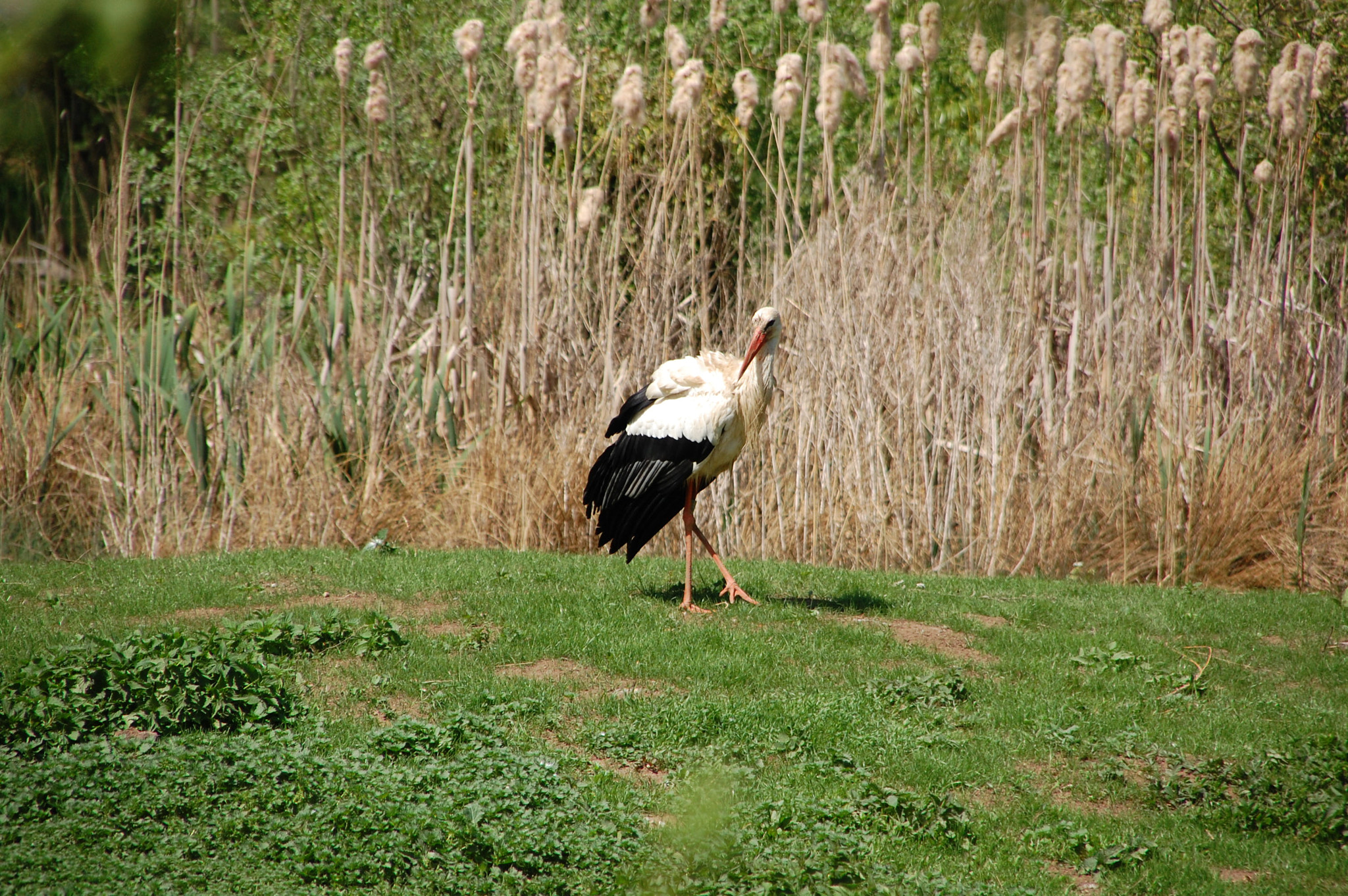 Nikon D40 + Sigma 18-200mm F3.5-6.3 DC sample photo. Stork photography