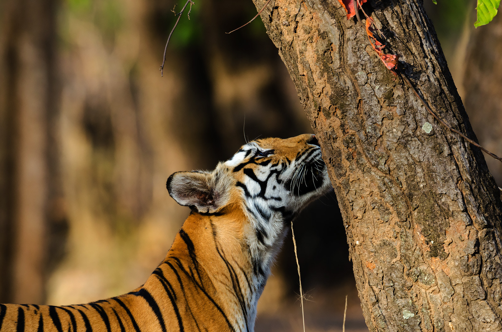 Nikon D7000 + Nikon AF-S Nikkor 500mm F4G ED VR sample photo. Rajbehra female.. photography