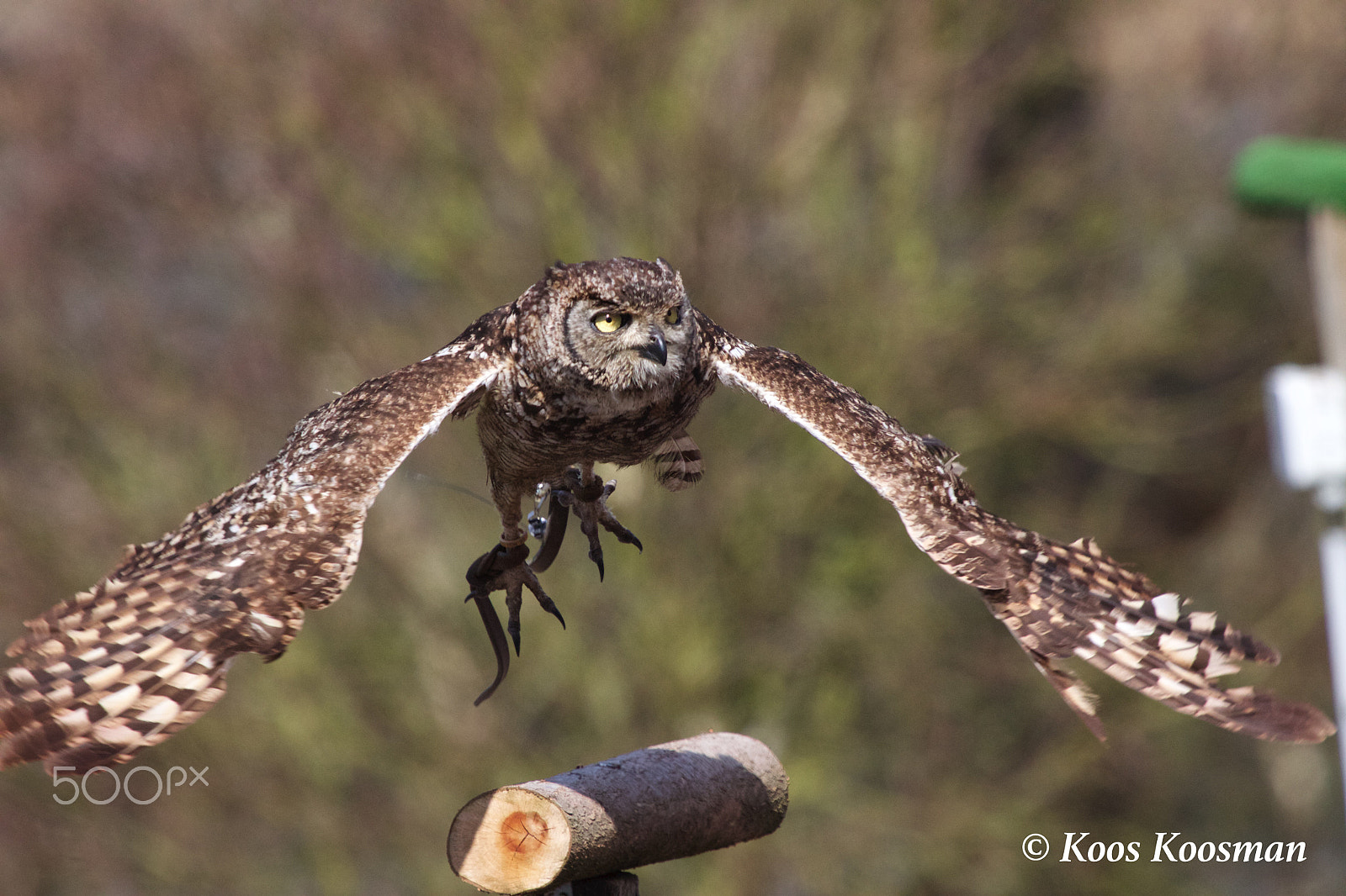 Canon EF 100-400mm F4.5-5.6L IS USM sample photo. Tiger owl photography