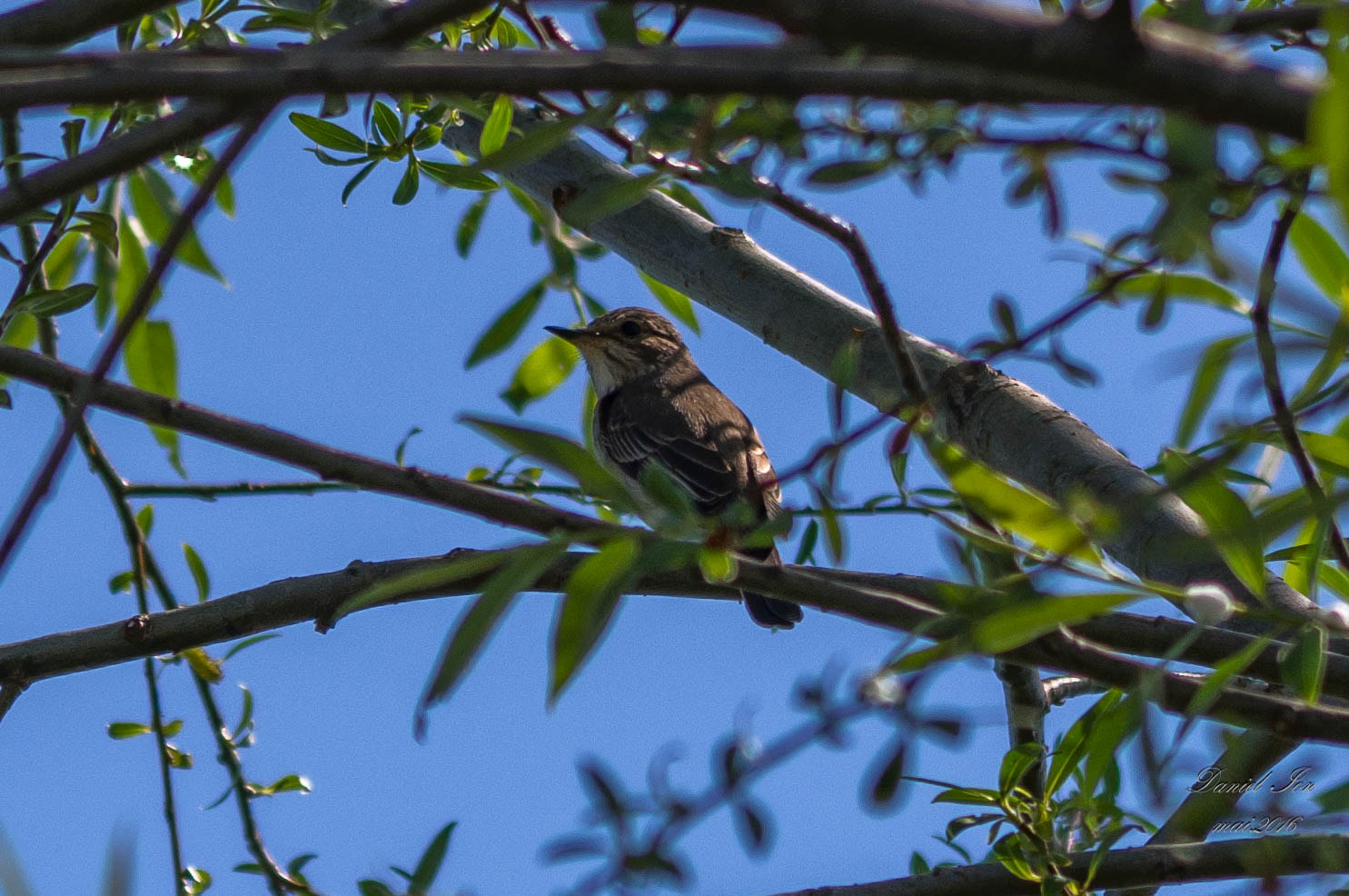 smc PENTAX-FA 70-200mm F4-5.6 sample photo. Muscicapa striata photography