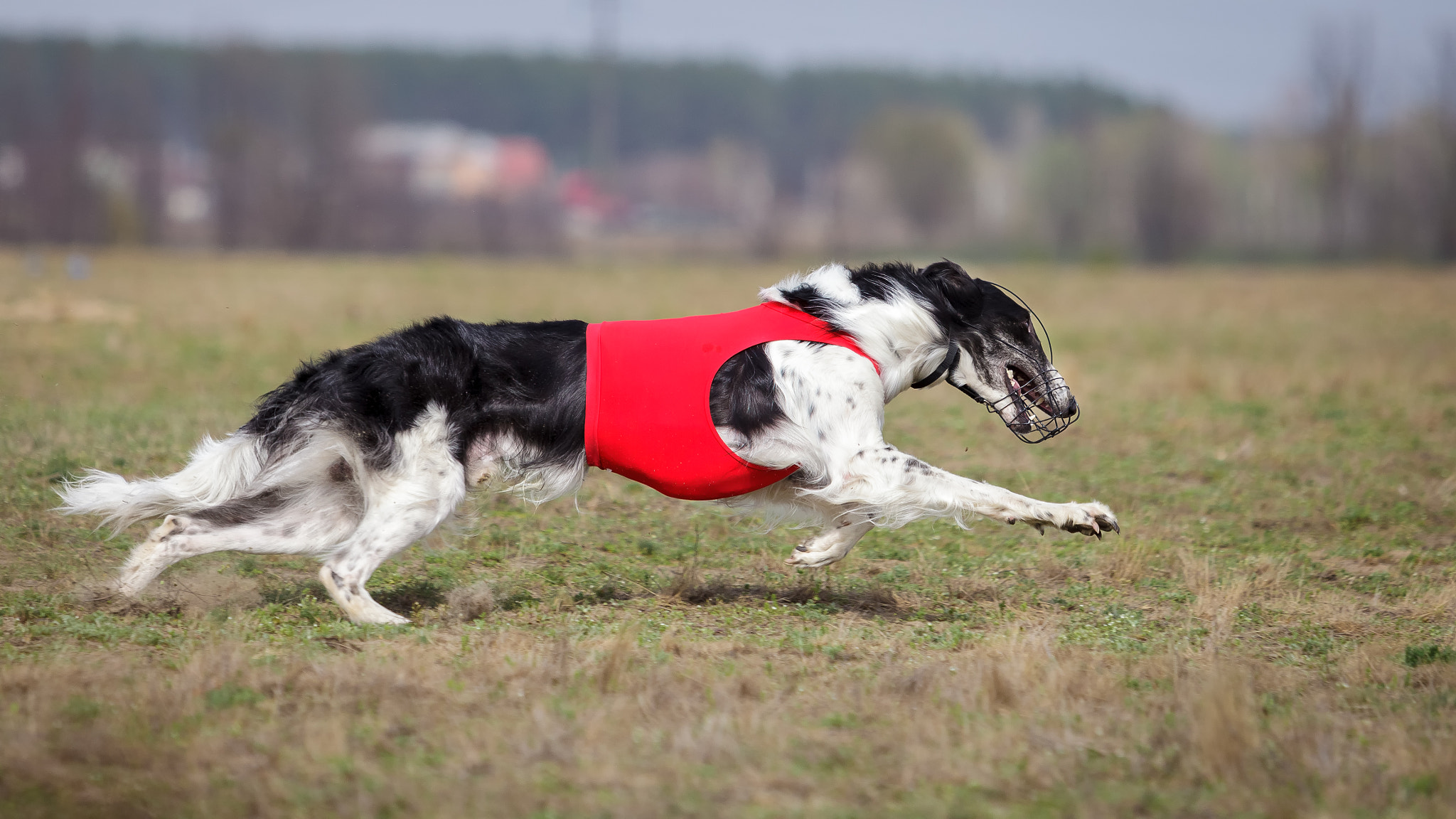 Canon EF 70-200mm F2.8L USM sample photo. Coursing, passion and speed. russkaya psovaya borzaya photography