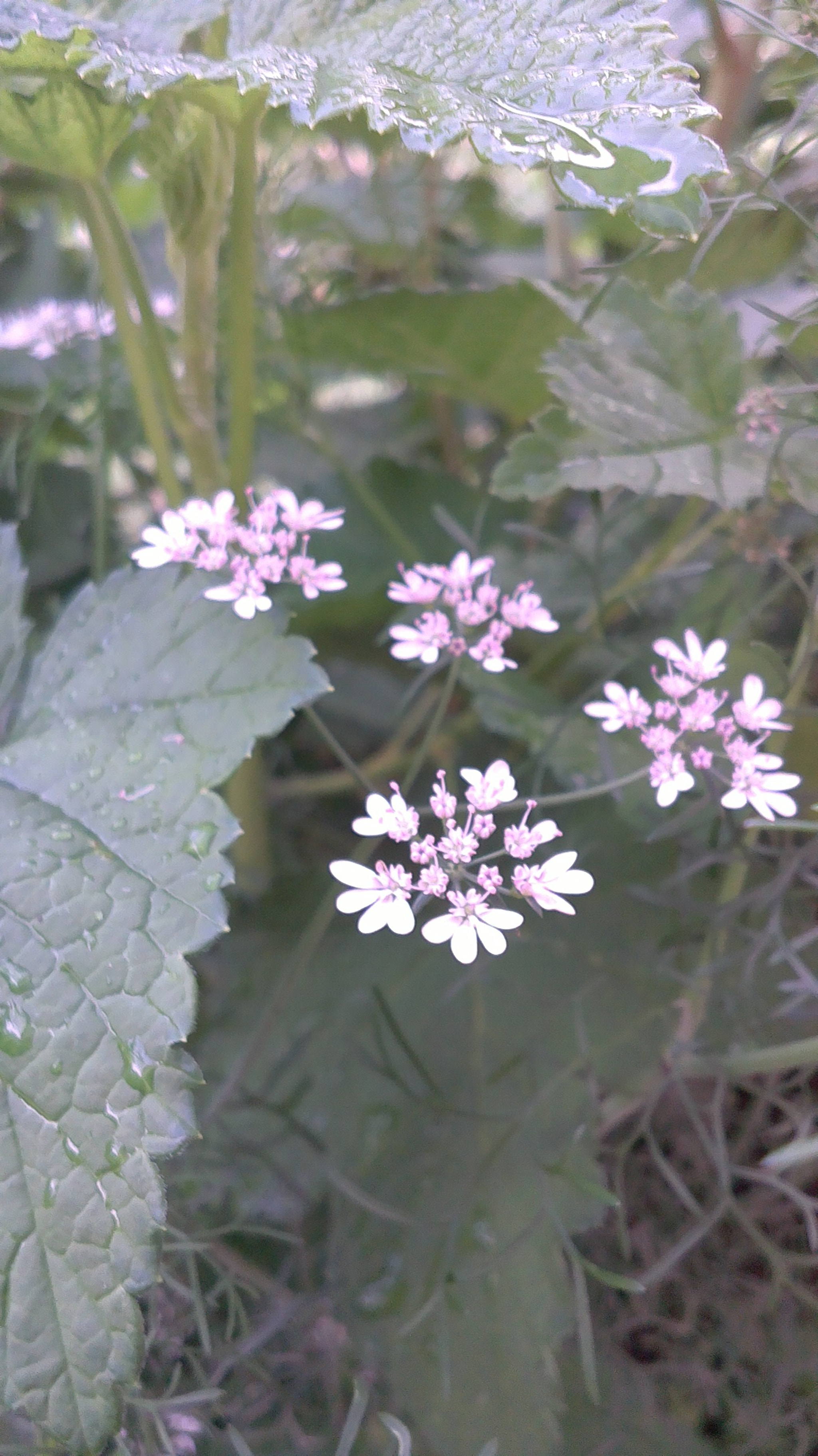 HTC DESIRE 601 DUAL SIM sample photo
