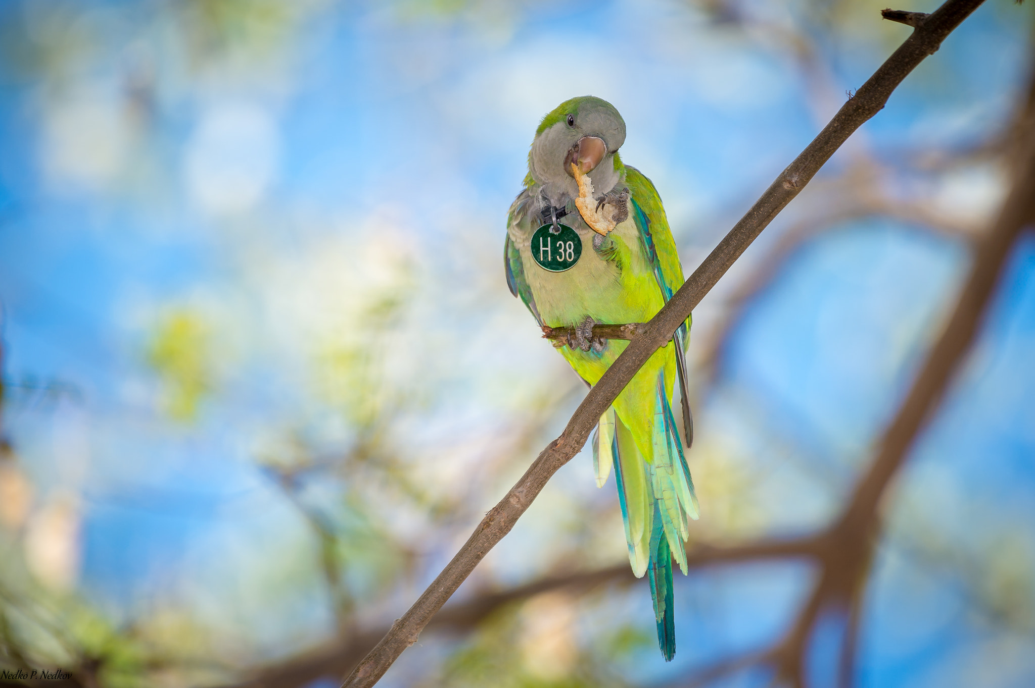 Nikon AF-S Nikkor 200-500mm F5.6E ED VR sample photo. The monk parakeet (myiopsitta monachus) photography