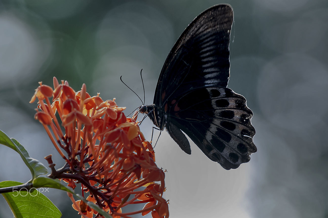 Nikon D80 sample photo. Great eggfly (hypolimnas bolina) photography