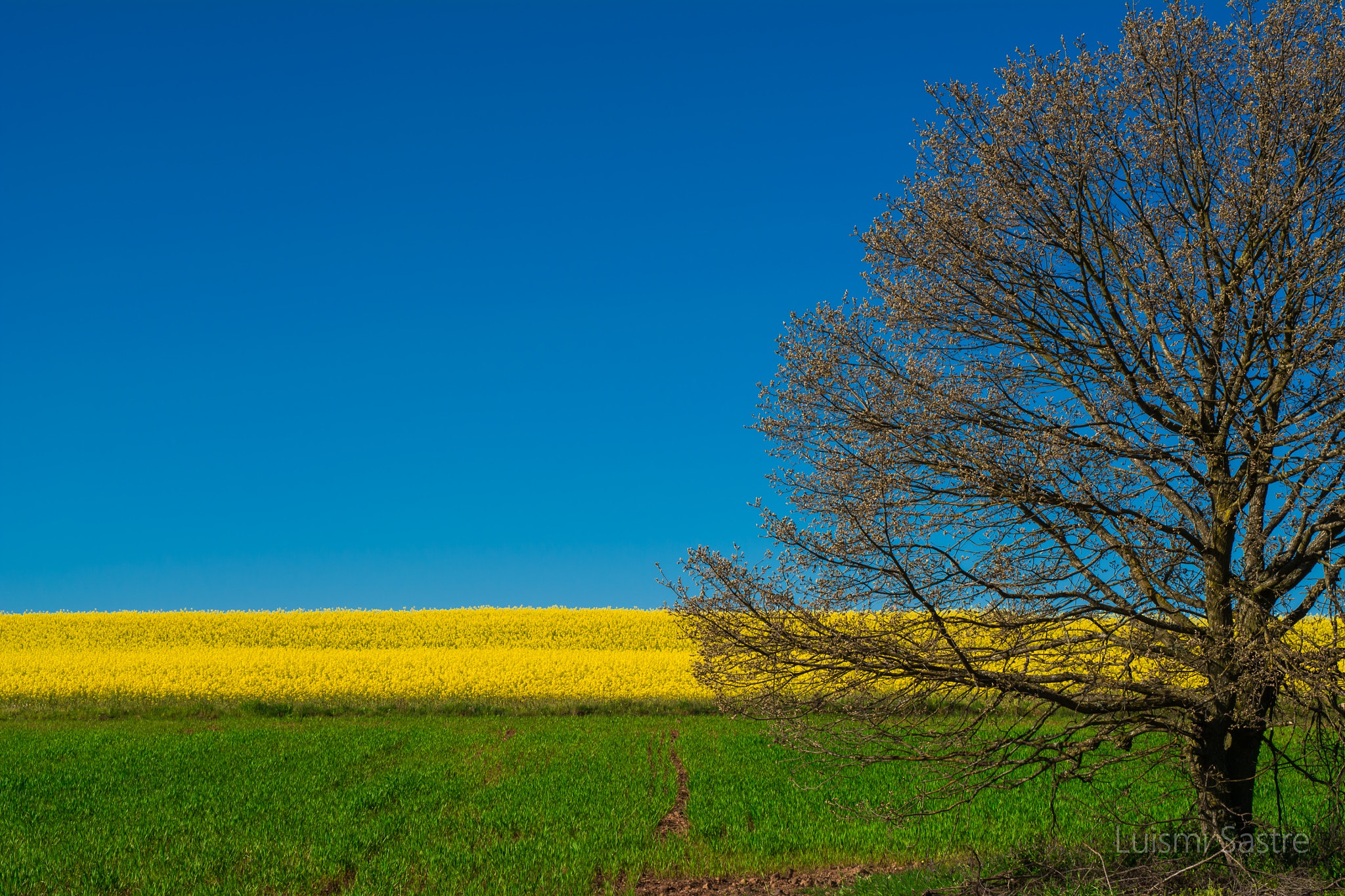 Nikon D5200 + Sigma 50mm F1.4 DG HSM Art sample photo. Contrastes photography