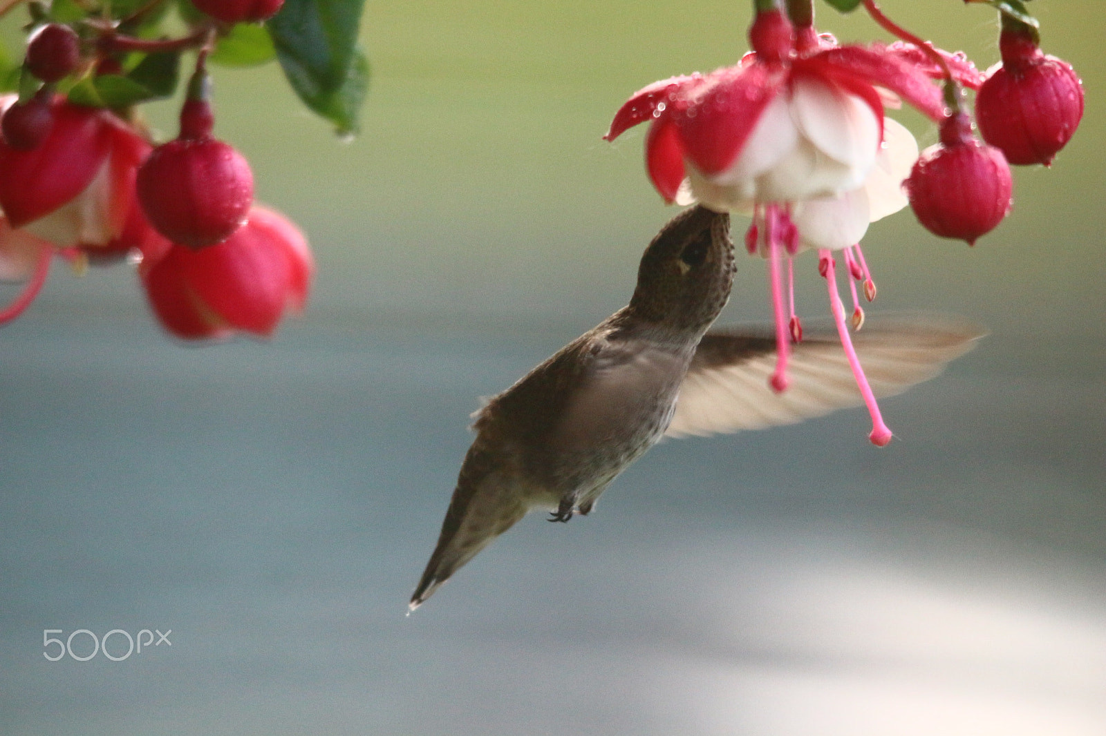 Sigma 150-500mm F5-6.3 DG OS HSM sample photo. Feeding on fuchsia photography