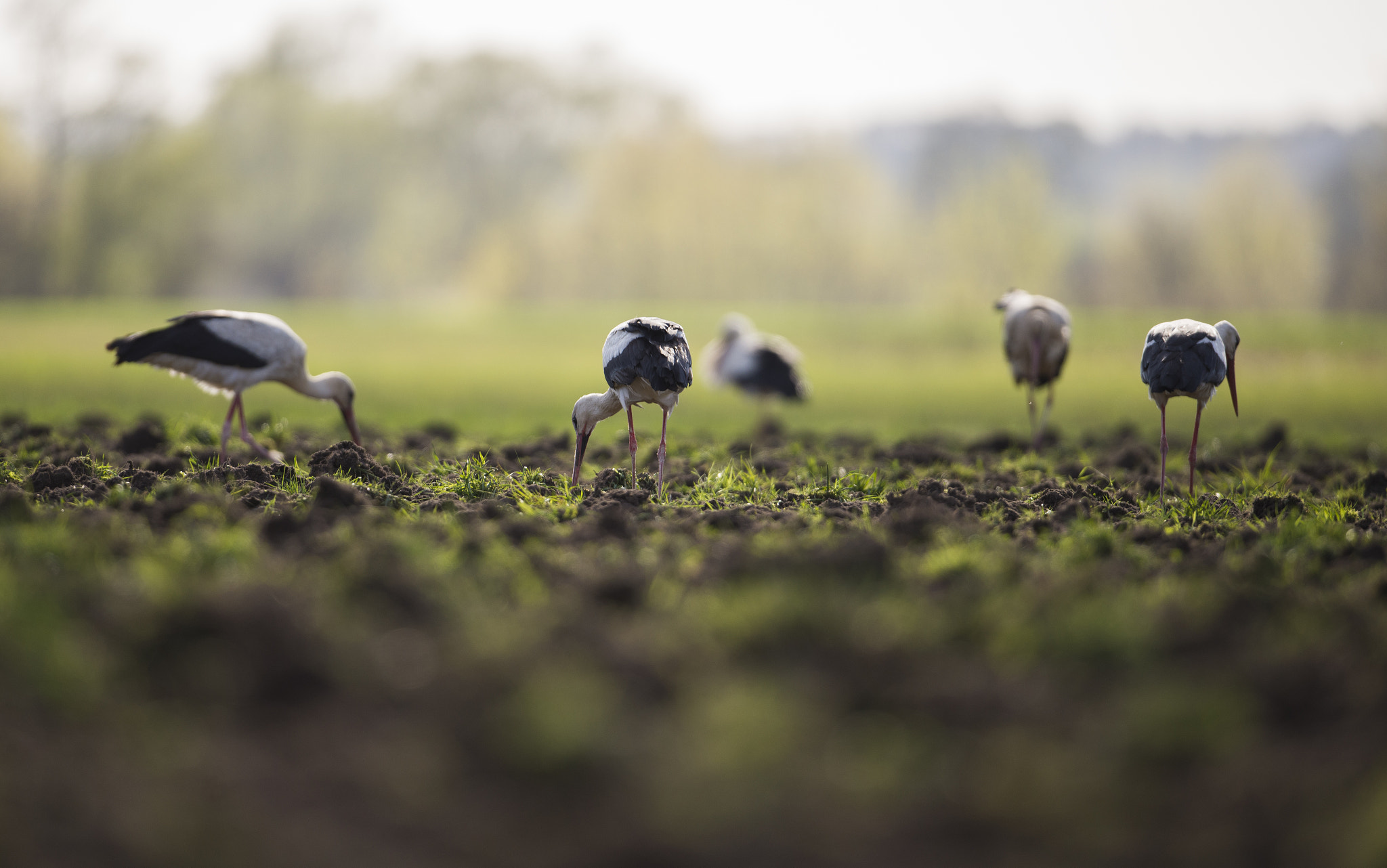 Nikon D610 + Nikon AF-S Nikkor 500mm F4G ED VR sample photo. Field of storks photography