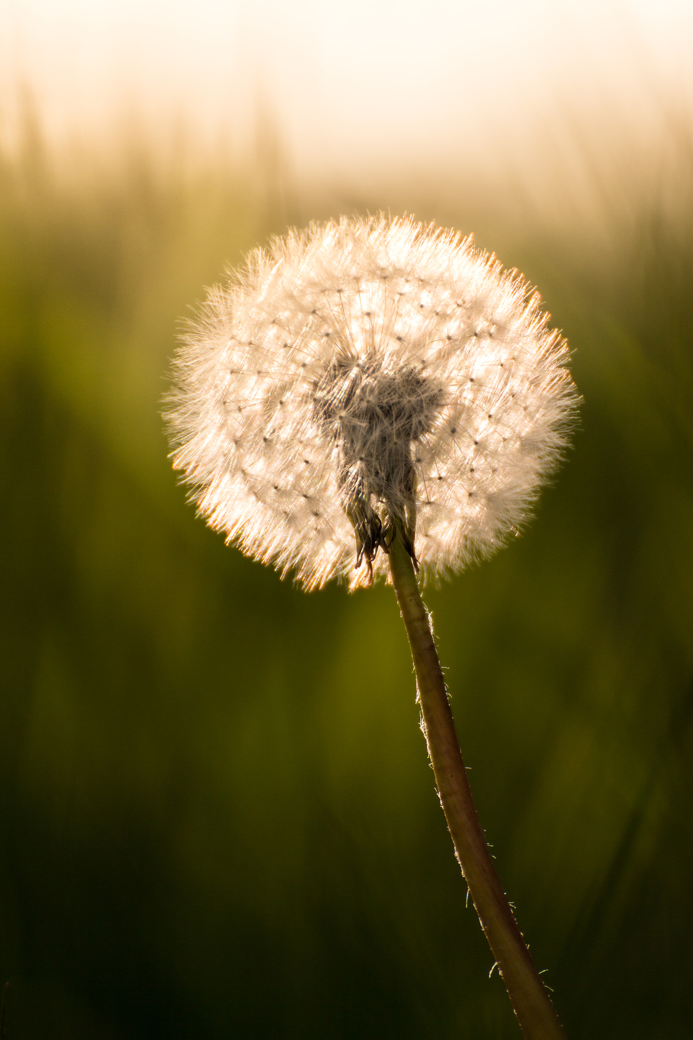 Canon EOS 650D (EOS Rebel T4i / EOS Kiss X6i) + Tamron SP 70-300mm F4-5.6 Di VC USD sample photo. Another dandelion photography